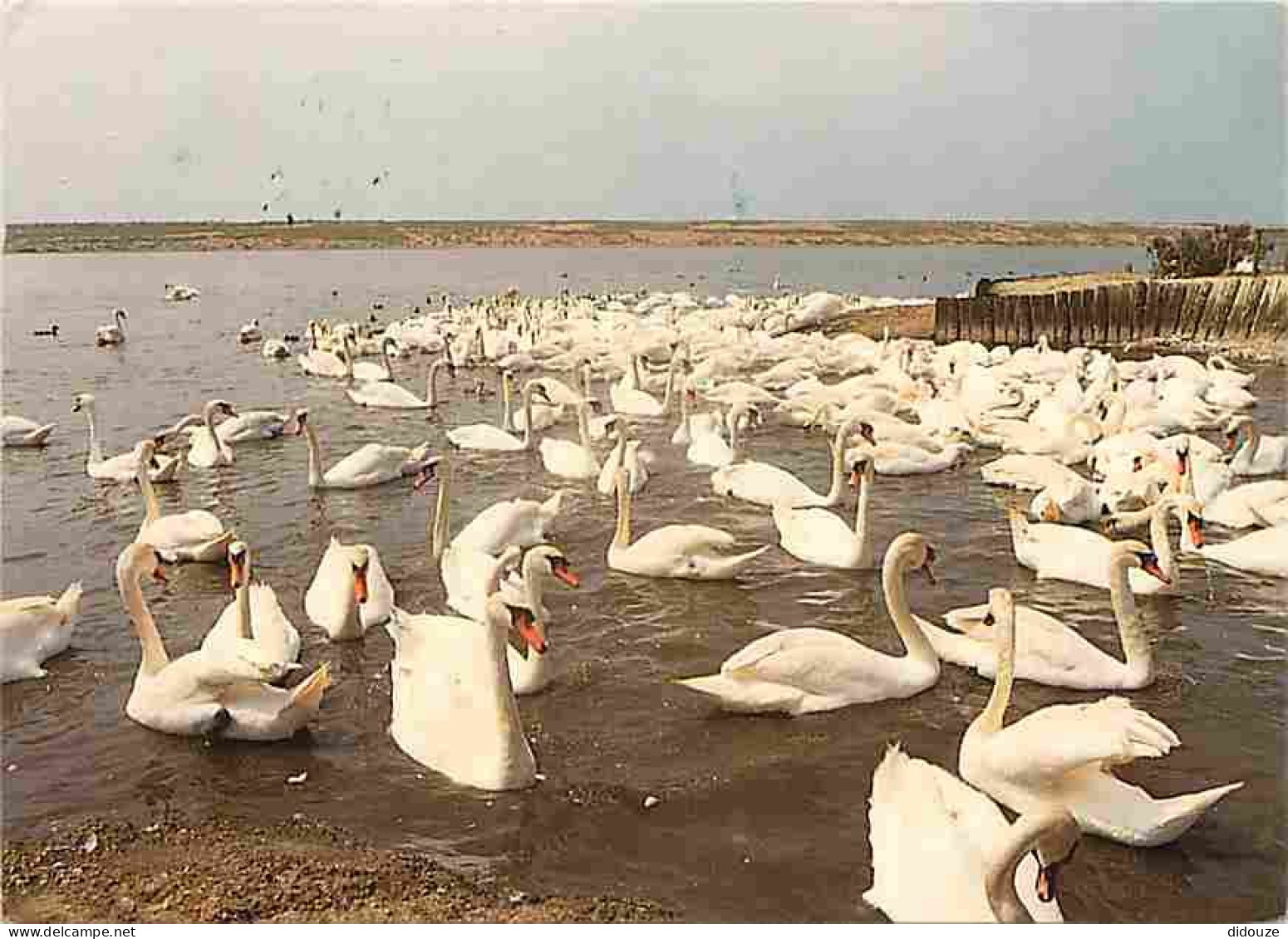 Animaux - Oiseaux - Cygnes - CPM - Voir Scans Recto-Verso - Oiseaux