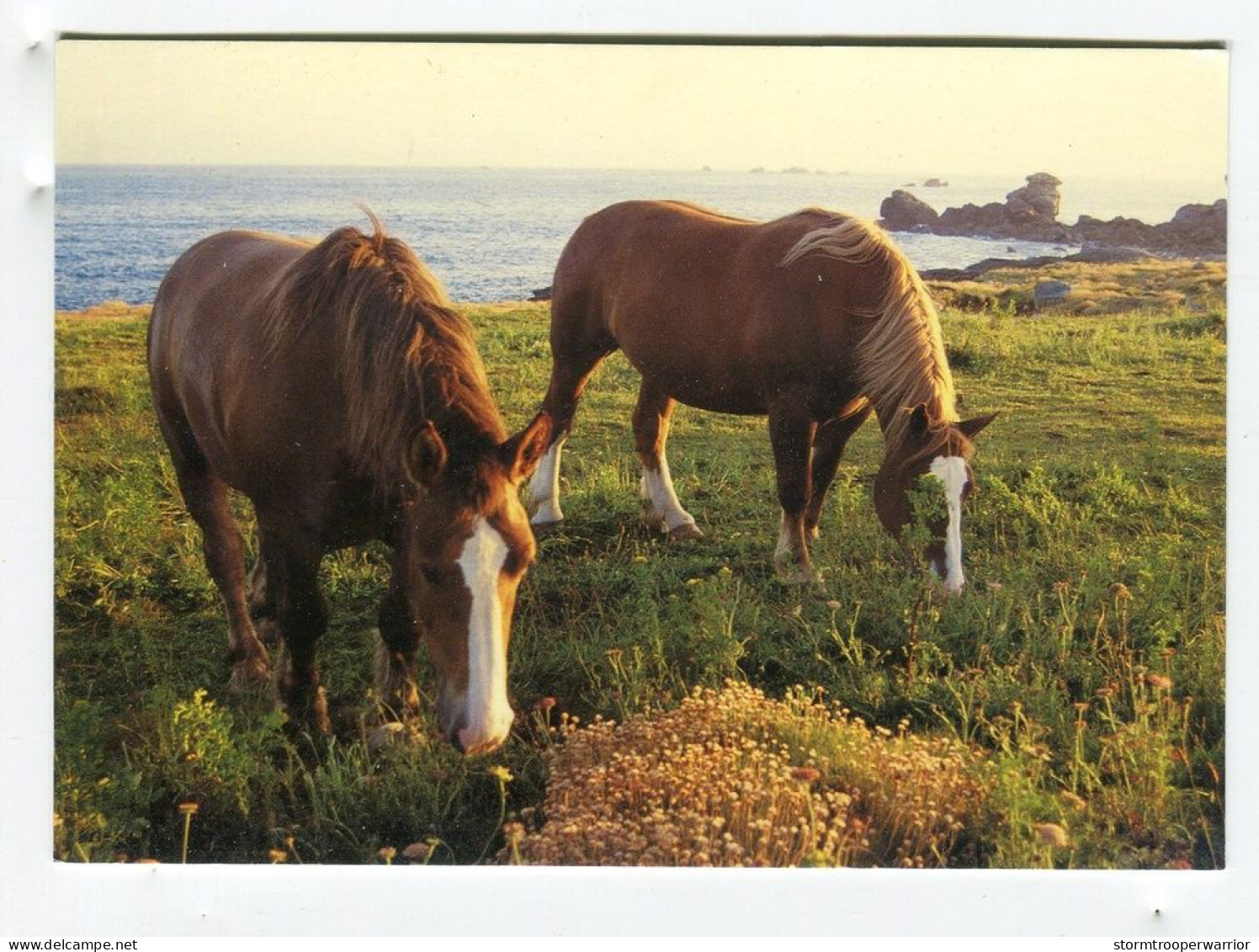 Chevaux Les Frères De La Côte - Bretagne - Pferde