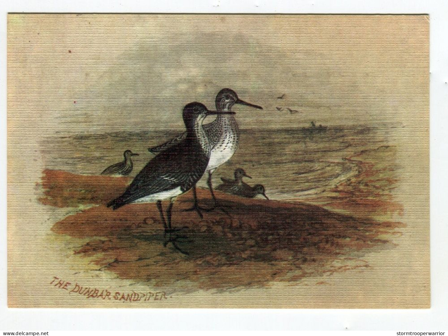 Oiseaux De Mer Bécasseau - Dessin - The Dunbar Sandpiper - Oiseaux