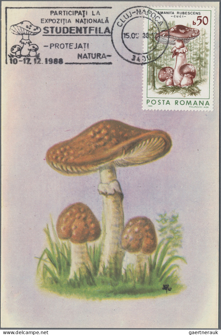 Thematics: Mushrooms: 1978/2000, Collection Of Apprx. 300 Thematic Entires Of Va - Pilze