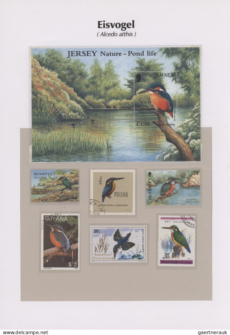 Thematics: animals-birds: 1960/2000 (ca.), comprehensive thematic collection wit