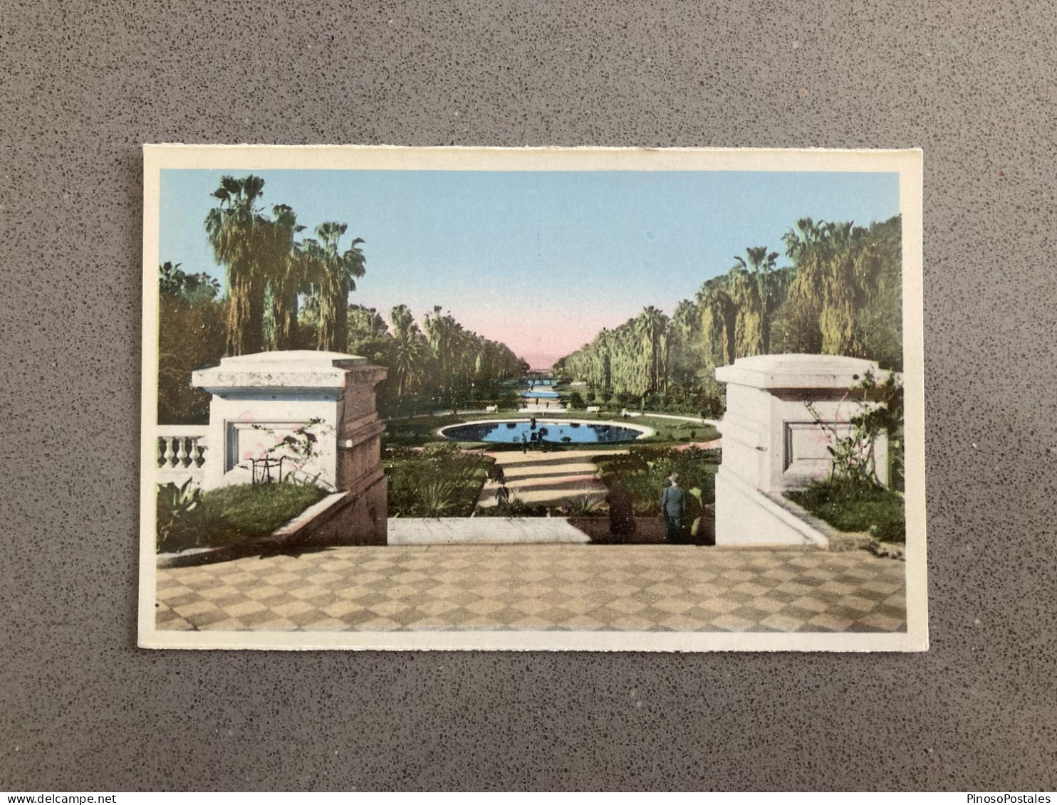 Alger - Le Jardin D'Essai Carte Postale Postcard - Algiers