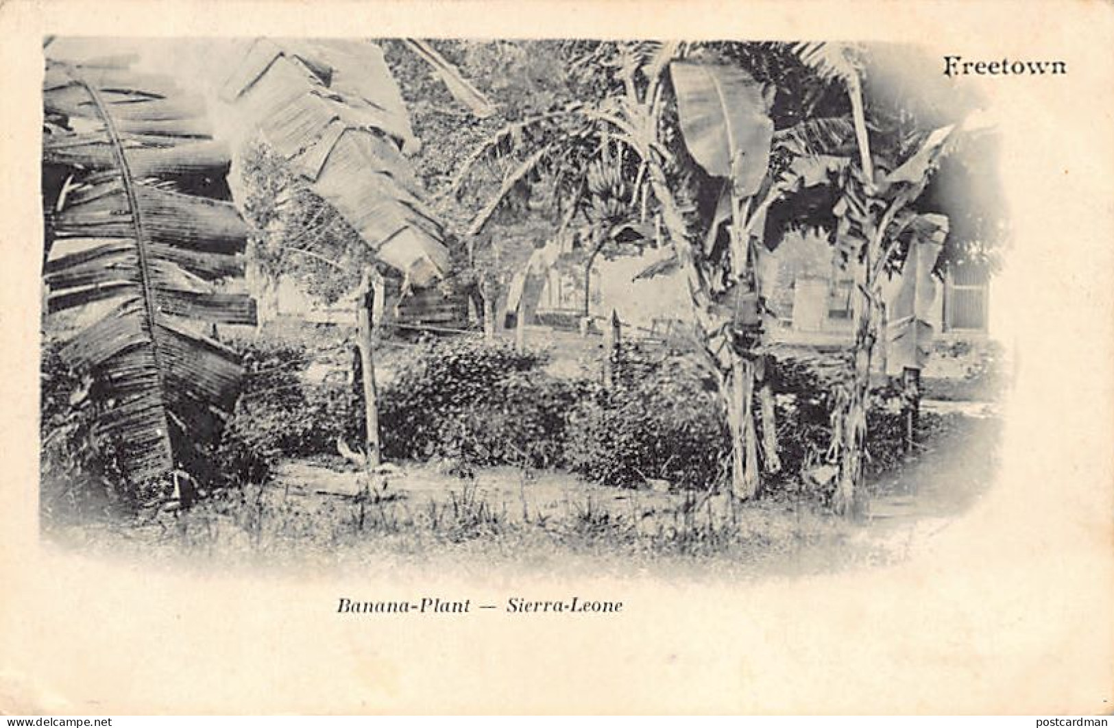 Sierra Leone - FREETOWN - Banana Plantation - Publ. Unknown  - Sierra Leone