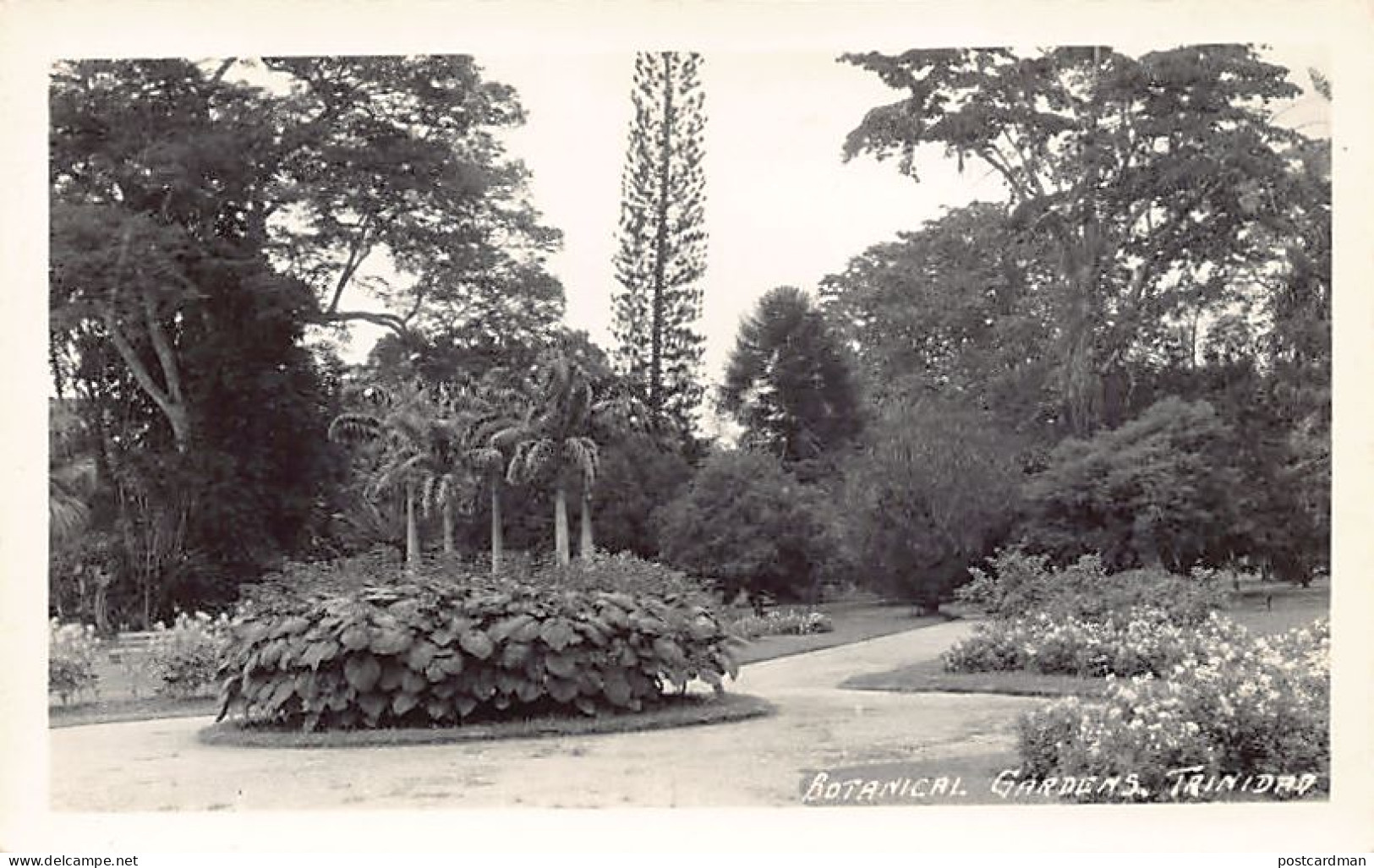 Trinidad - PORT OF SPAIN - Botanical Gardens - REAL PHOTO Publ. Tourist Inquiry Bureau - Trinidad