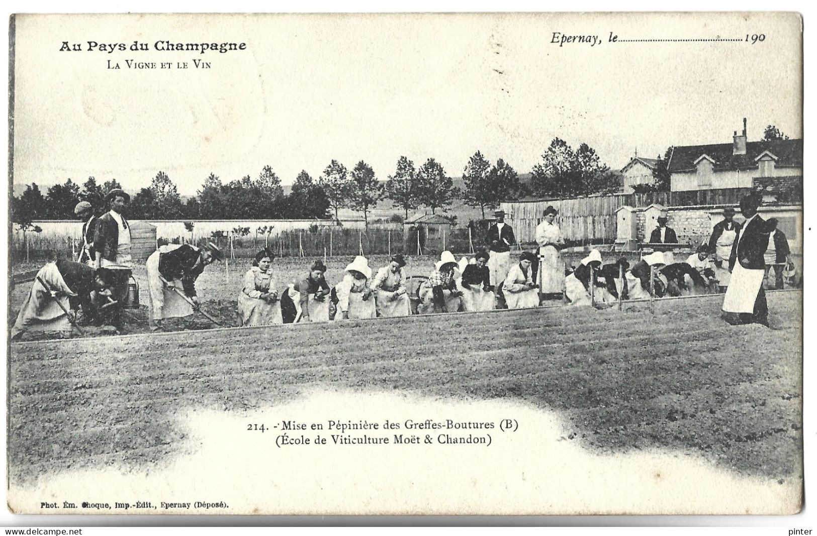 EPERNAY - Au Pays Du Champagne - Mise En Pépinière Des Greffes-Boutures - Ecole De Viticulture Moët & Chandon - Epernay