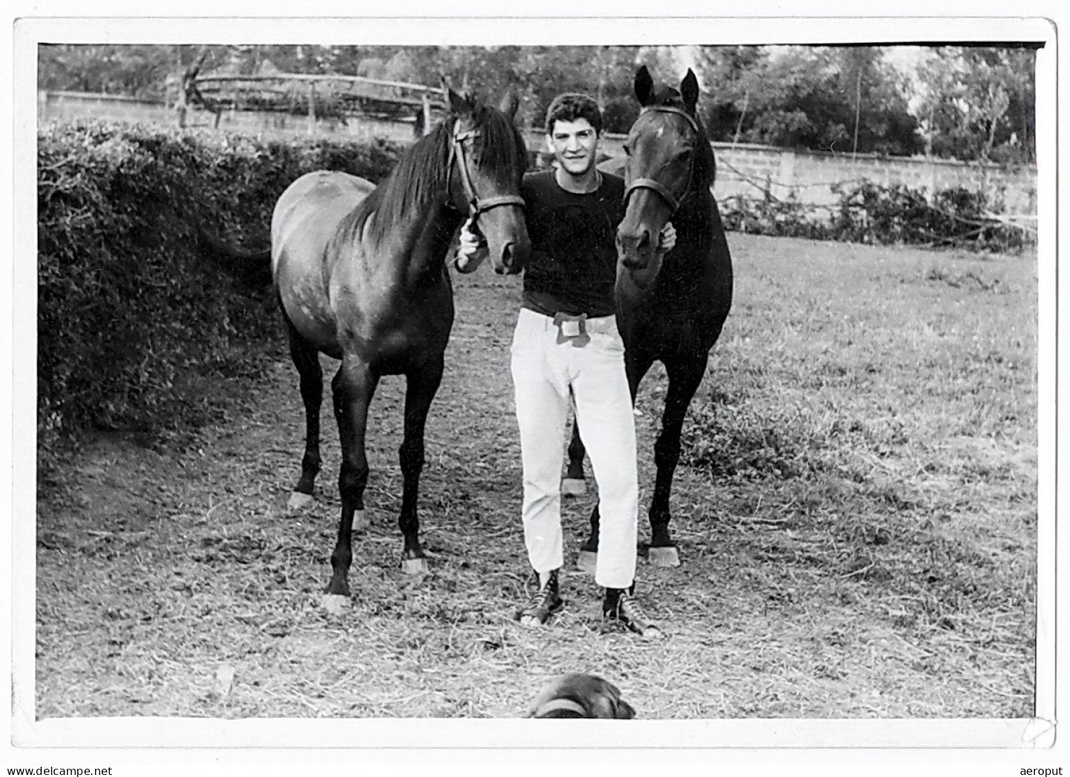 Photo Ancienne, Beau Jeune Homme Tenant Deux Chevaux Noirs, Gay Int, Années 1950 - Zonder Classificatie