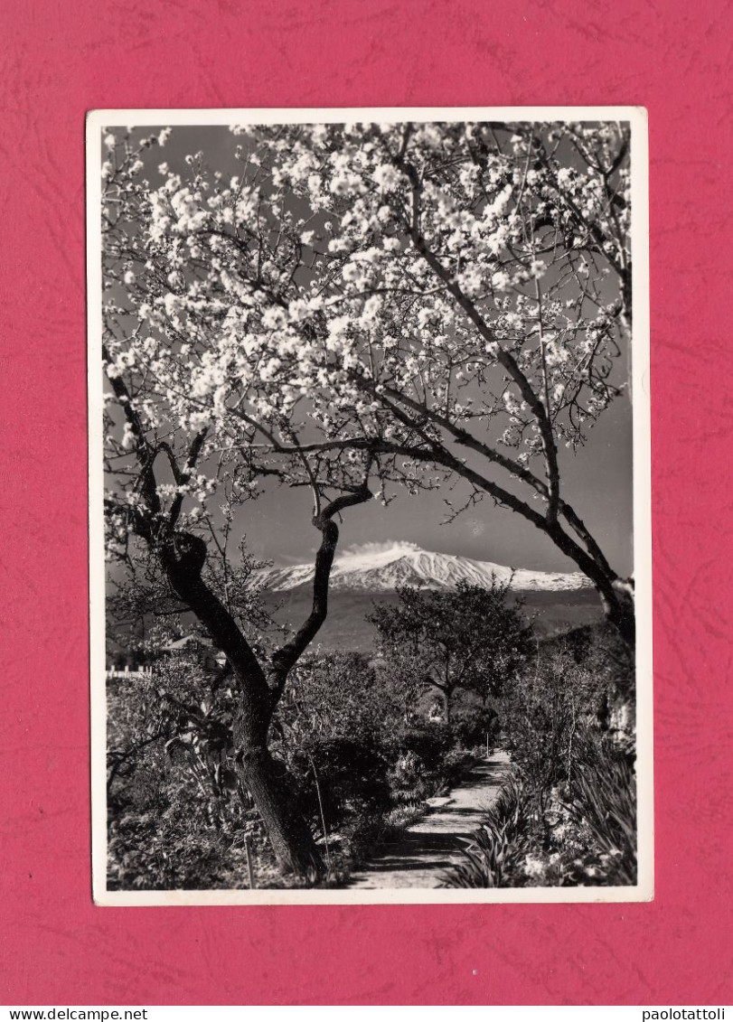 Taormina, Mandorli In Fiore E L'Etna. Nuova, Verso Diviso, Ed. Foto Licari N°03- Vera Fotografia. - Autres & Non Classés