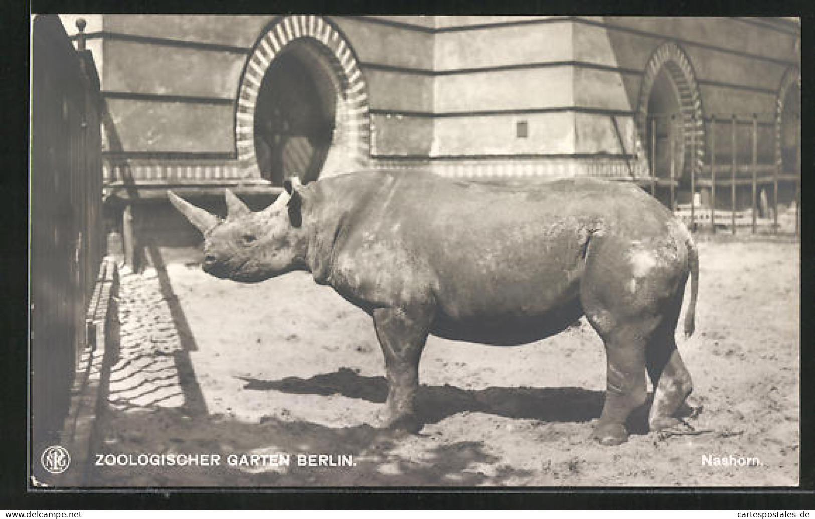 AK Berlin, Zoologischer Garten, Nashorn  - Rinoceronte