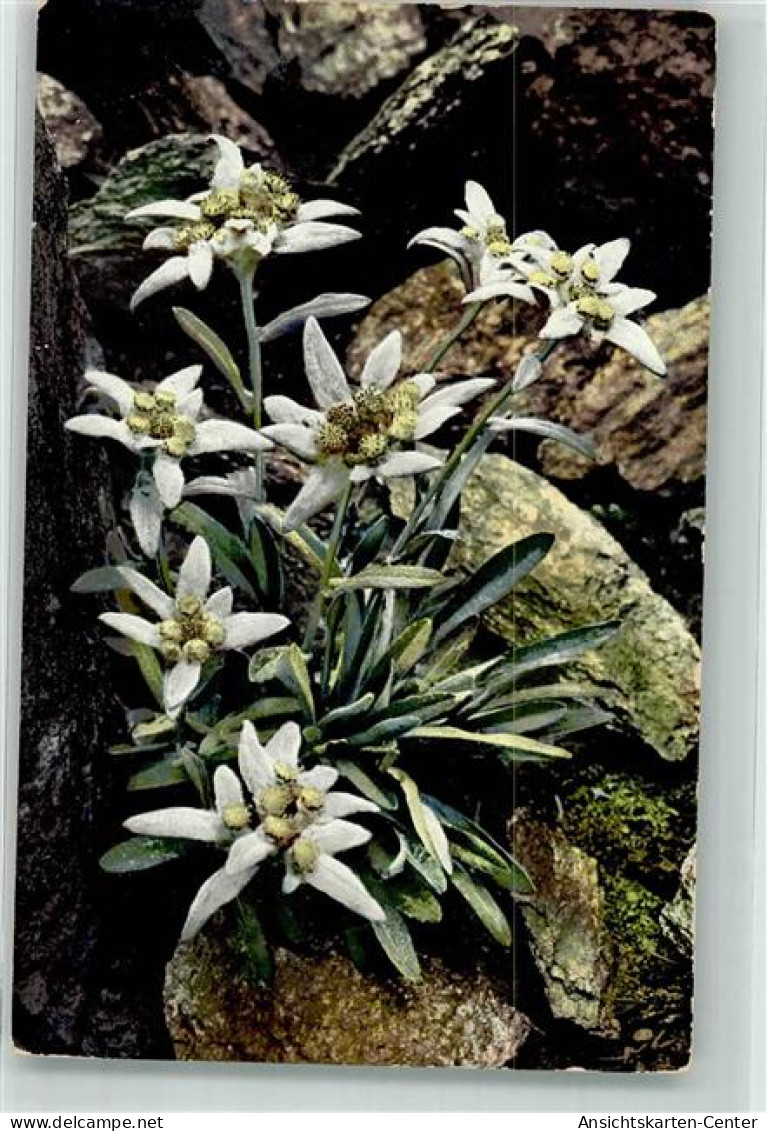 39612411 - Leontopodium Alpinum Edelweiss Alpenflora Serie 518 Nr. 884 - Sonstige & Ohne Zuordnung