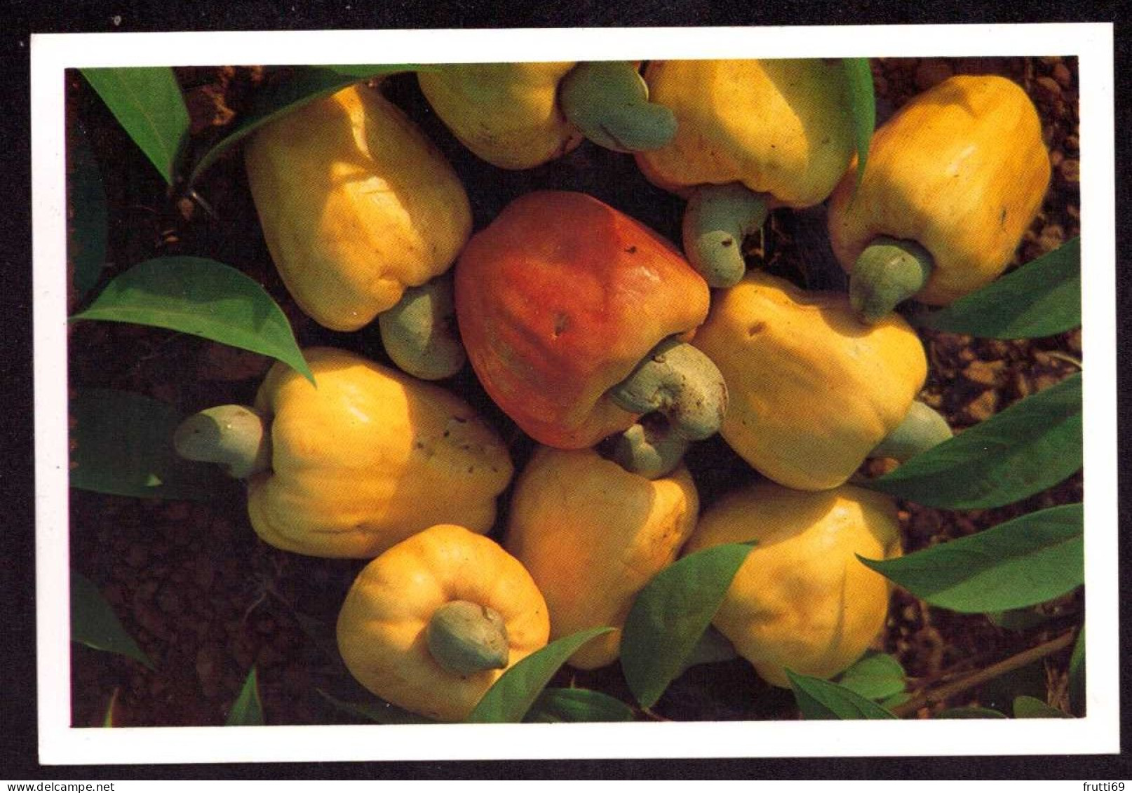 AK 212452 INDIA - Goa - The Cashew Fruit - India