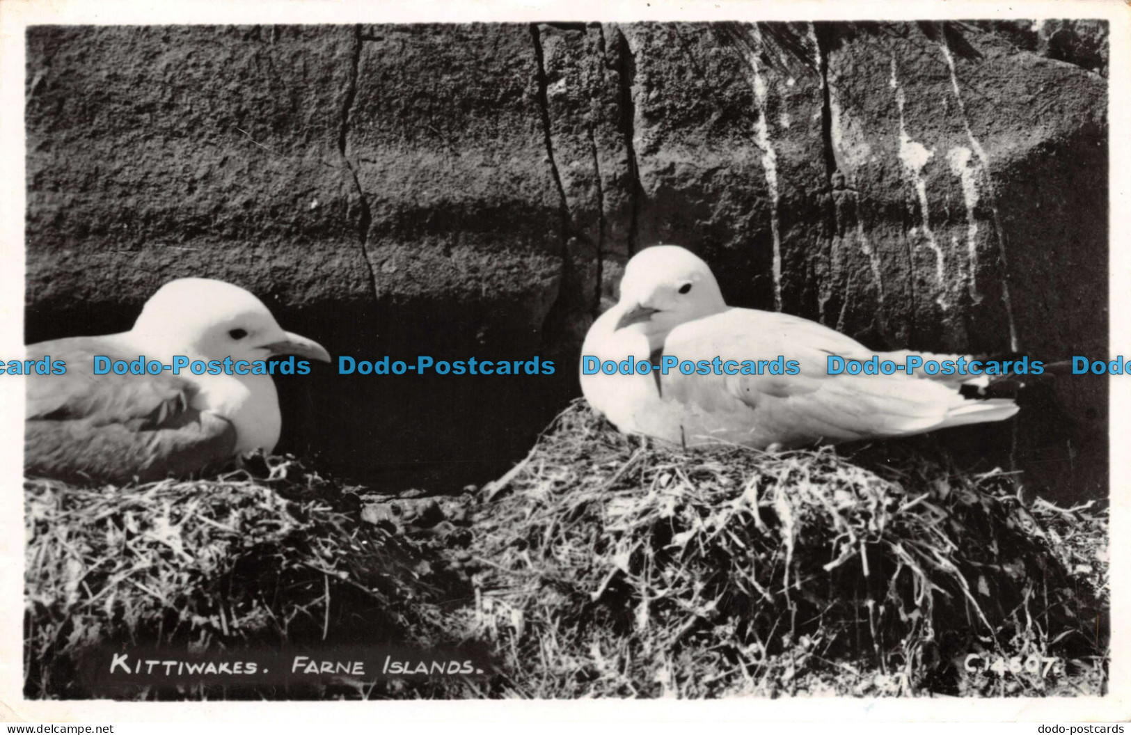 R112586 Kittiwakes. Farne Islands. W. R. Tarbit. RA. RP - Monde