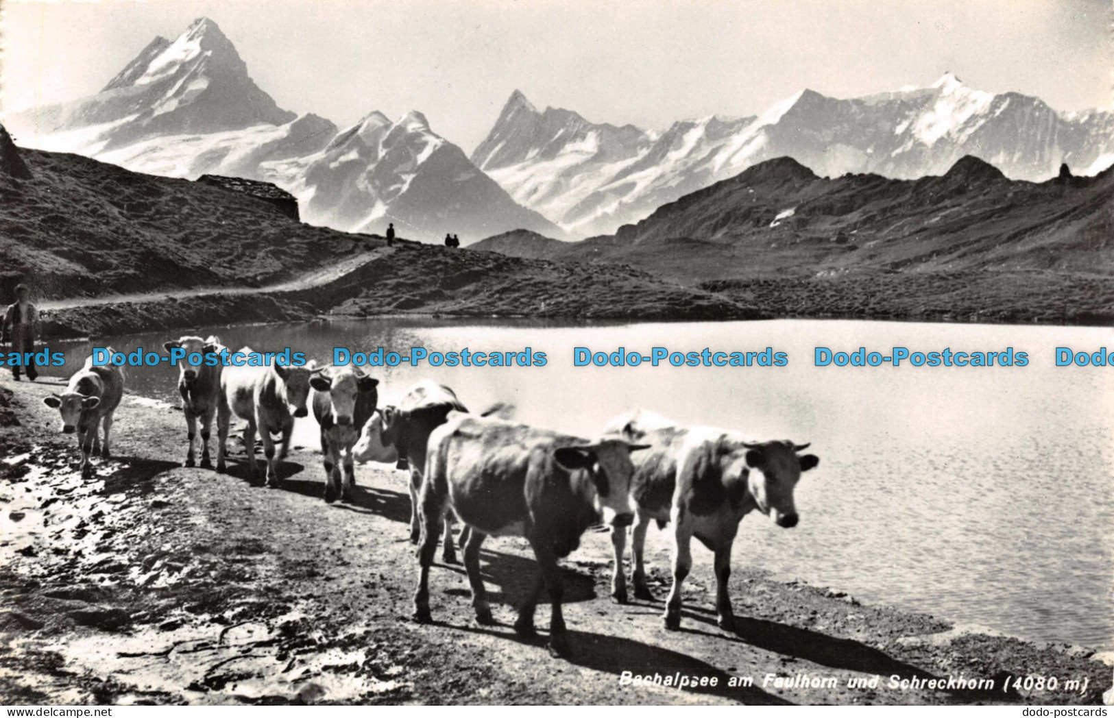 R112669 Bachalpsee Am Faulhorn Und Schreckhorn. Photoglob. 1959 - Mundo