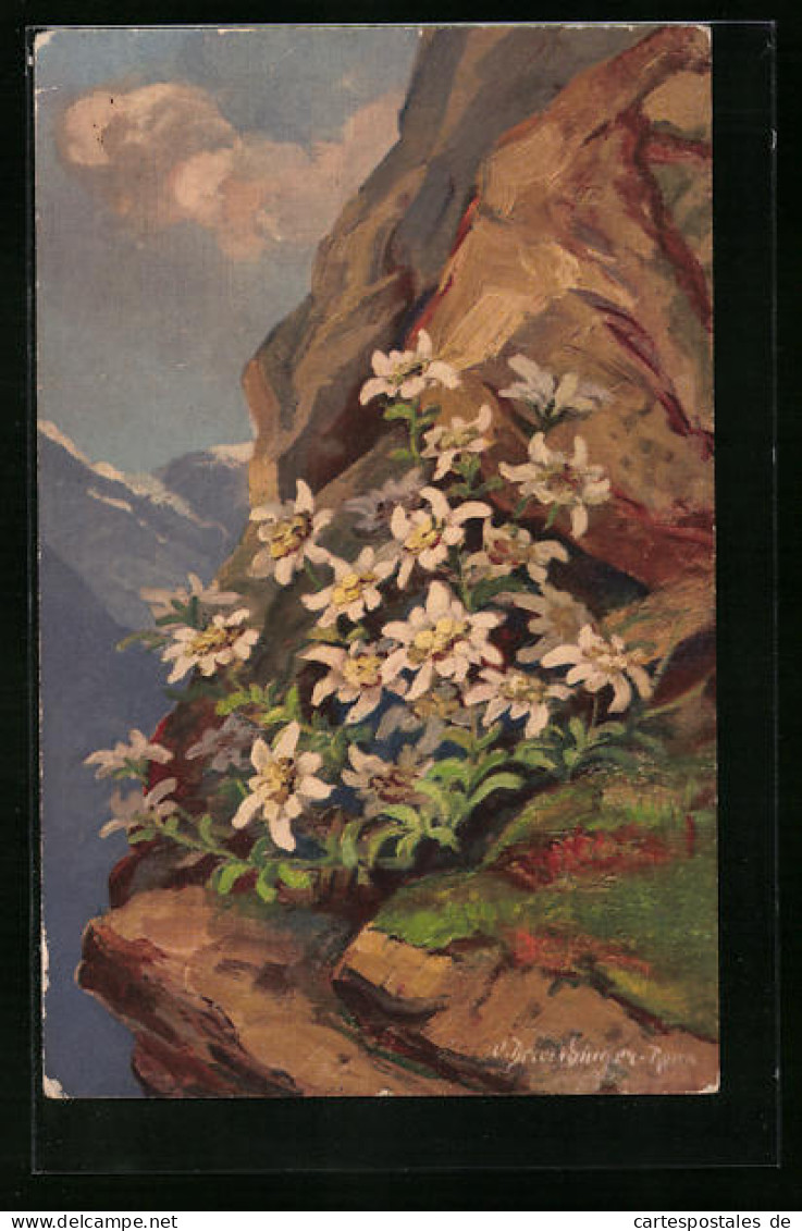 AK Edelweiss Im Gebirge, Leontopodium Alpinum  - Autres & Non Classés