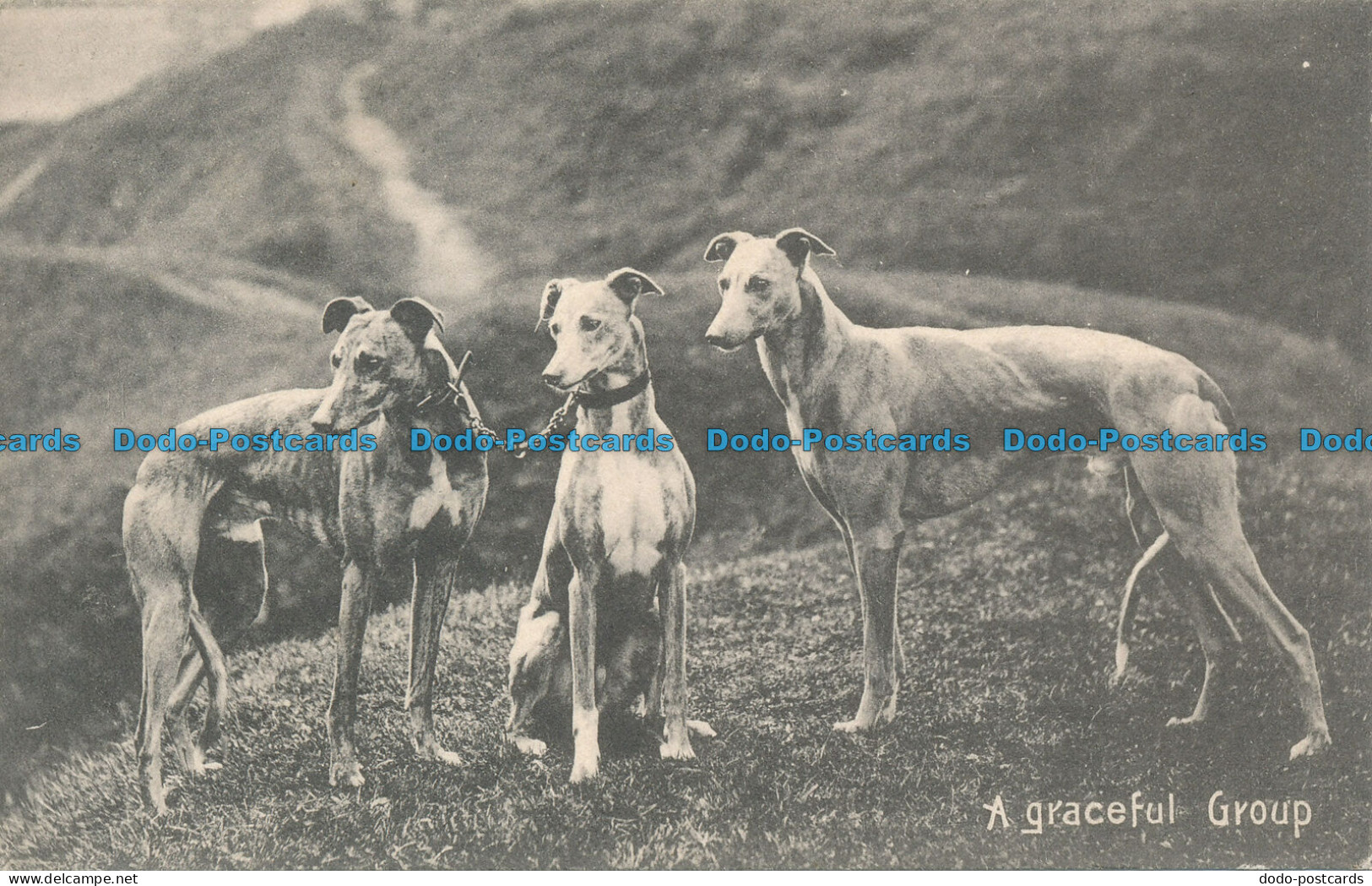 R112770 A Graceful Group. W. And K. London. No 518 D. 1905 - Autres & Non Classés