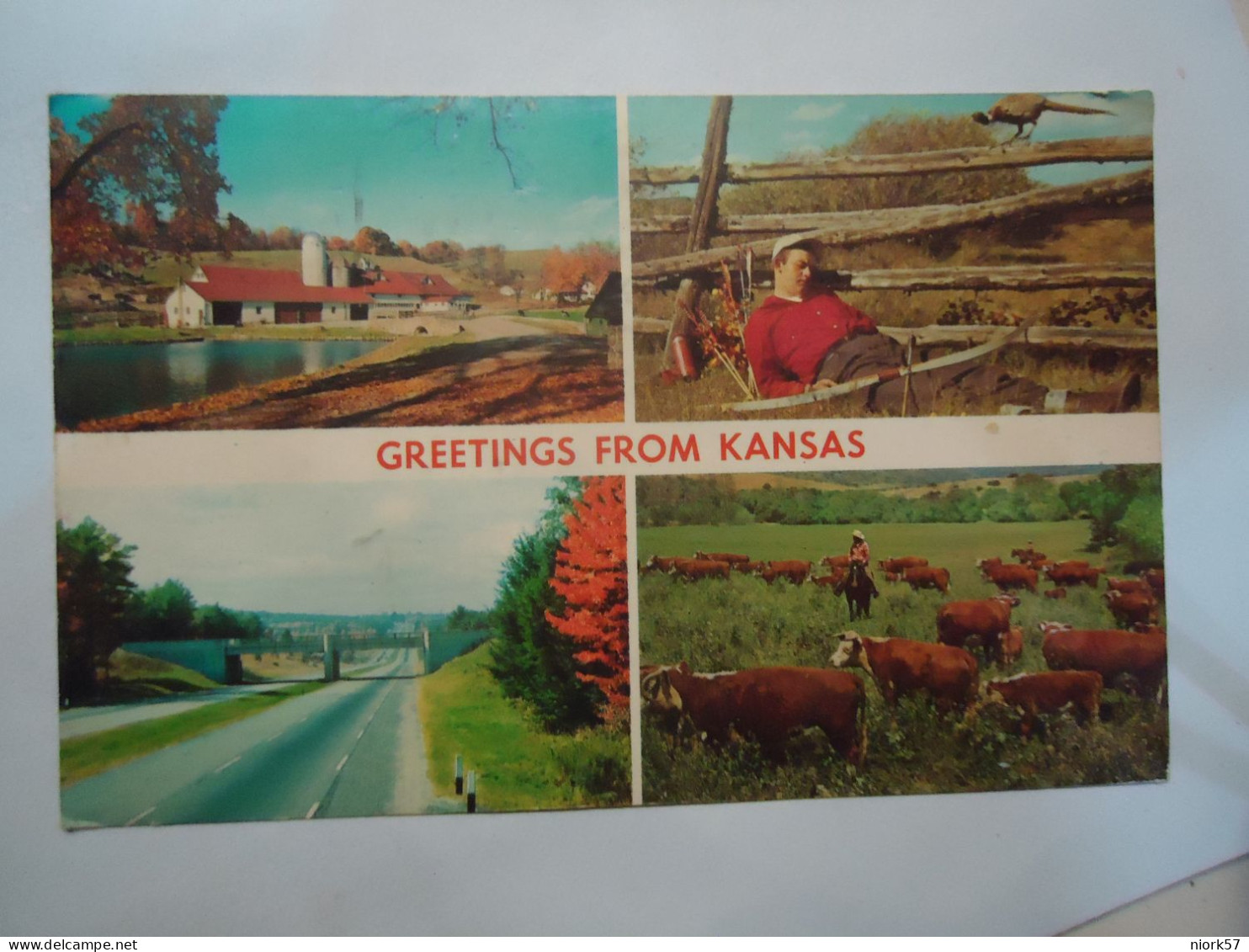 UNITED   STATES POSTCARDS  1979 KANSAS  BIRDS   ANIMALS COW DERVER COLLO - Autres & Non Classés