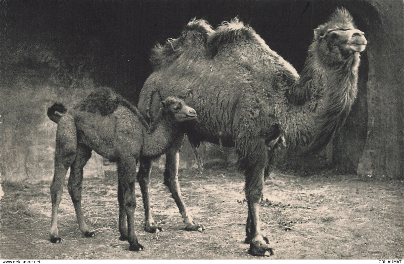 75-PARIS MUSEUM NATIONAL D HISTOIRE NATURELLE-N°T5317-G/0365 - Museen