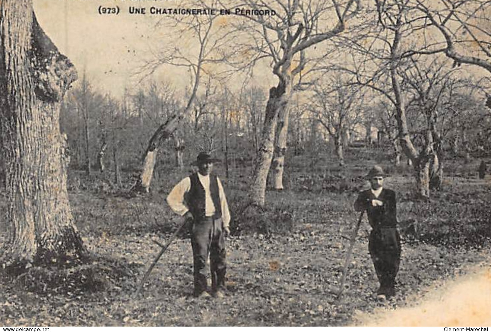 Une Chataigneraie Au Périgord - état (traces) - Sonstige & Ohne Zuordnung