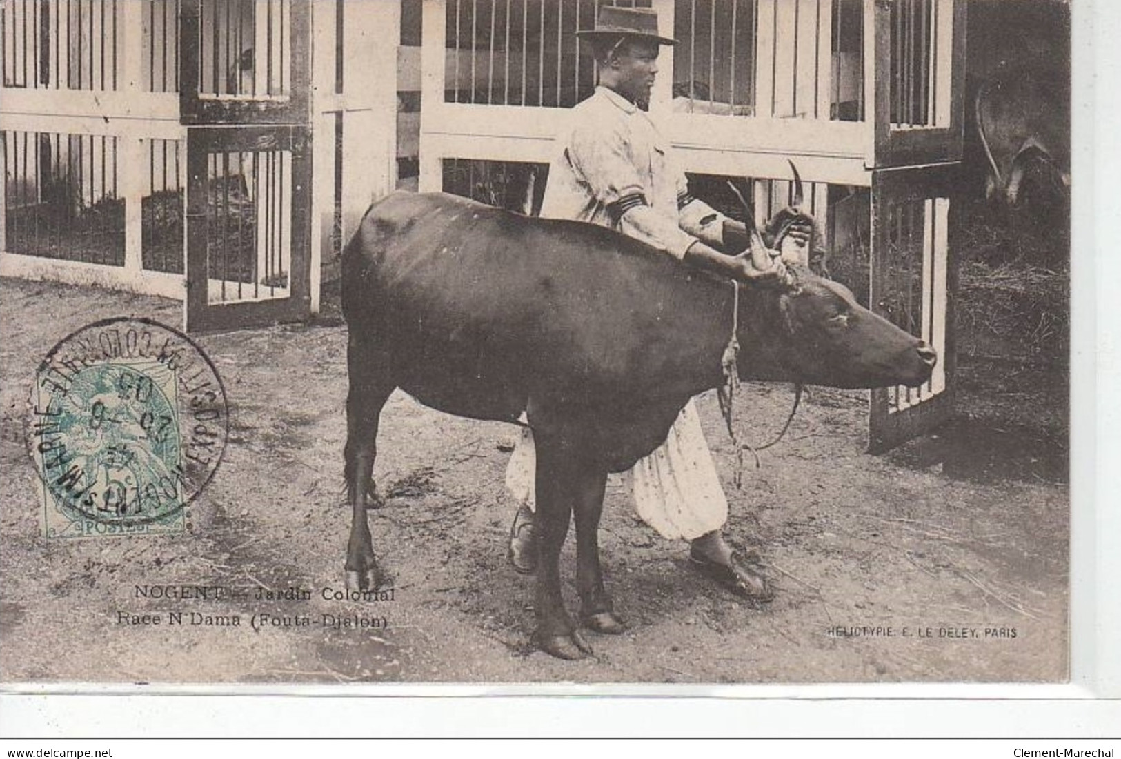 NOGENT SUR MARNE - Jardin Colonial - Race N'Dama (Fouta Djalon) - Très Bon état - Nogent Sur Marne