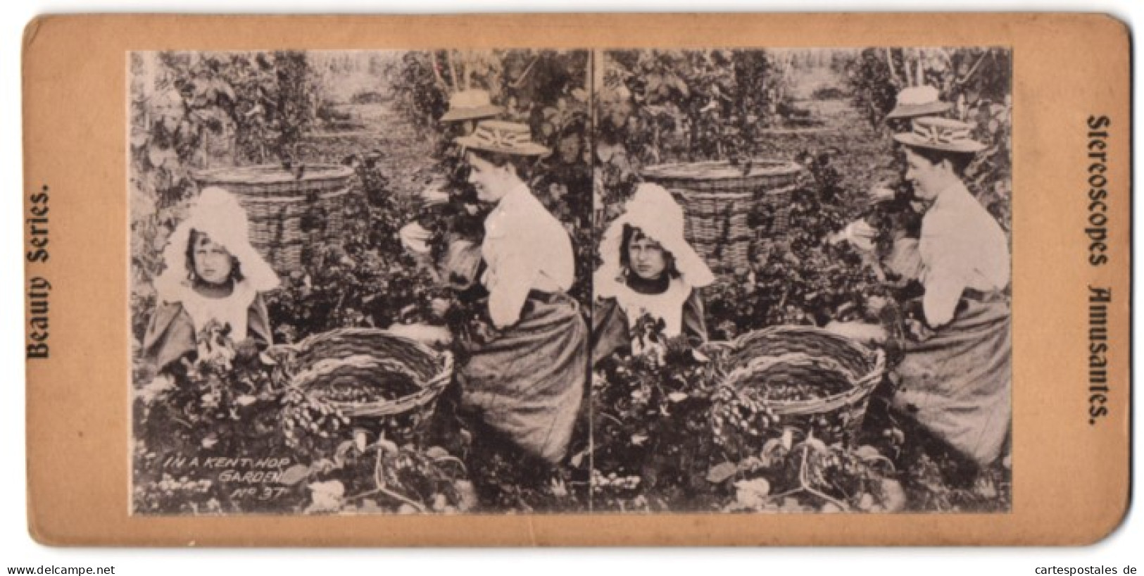 Stereo-Fotografie Englische Frauen Und Kinder Bei Der Hopfenernte In Kent, In A Kent Hop Garden  - Berufe