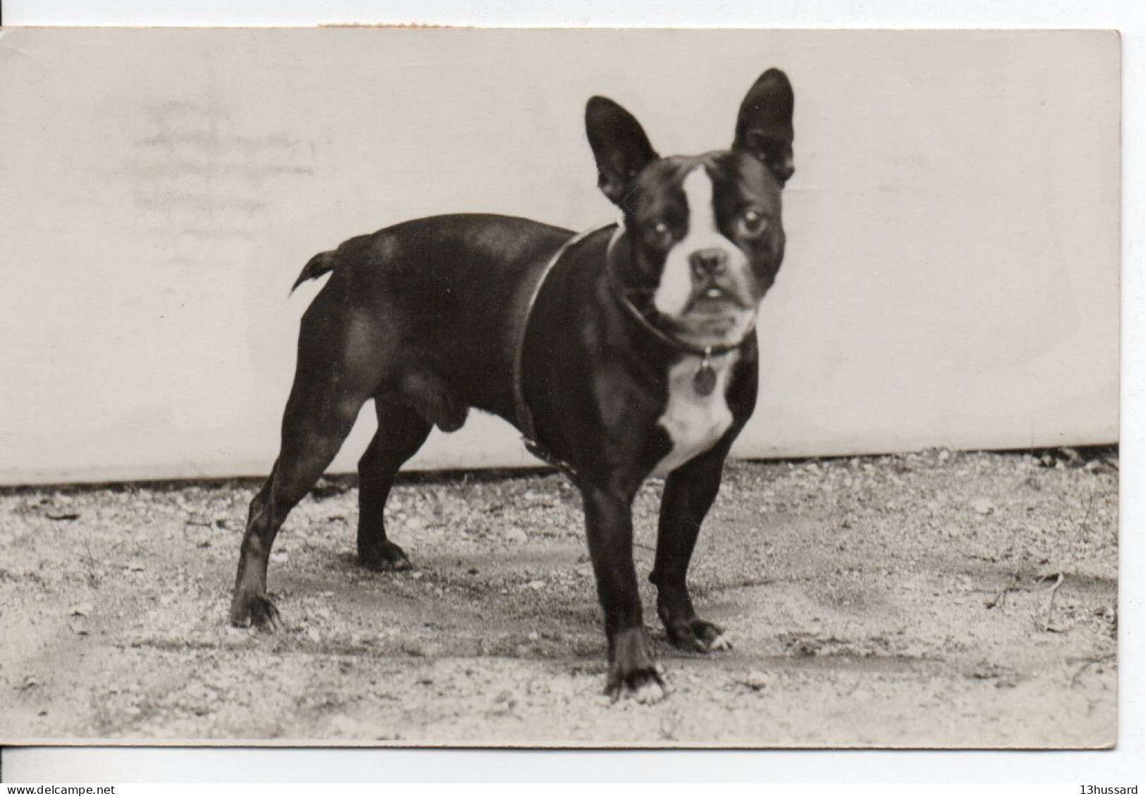 Carte Postale Ancienne Animaux - Bouledogue Français - Chiens - Chiens