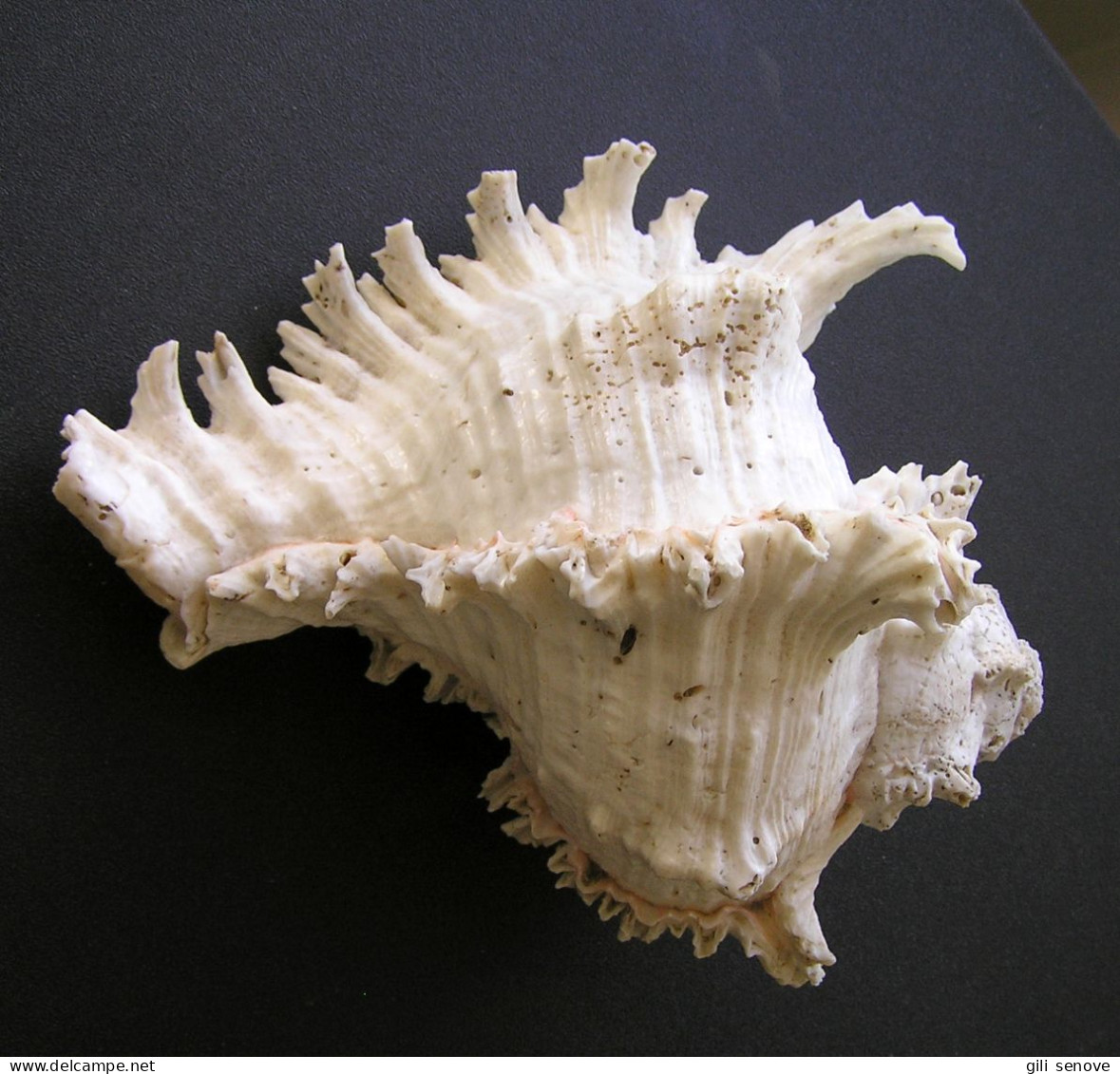 Large Chicoreus Ramosus Seashell Spiky Conch 20 Cm - Seashells & Snail-shells