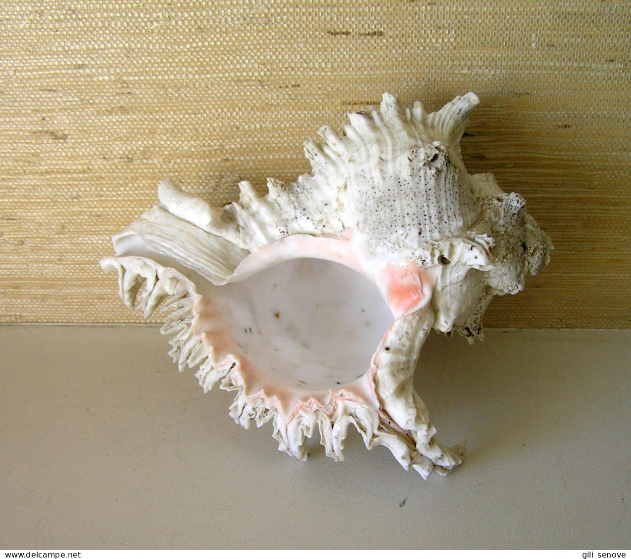 Large Chicoreus Ramosus Seashell Spiky Conch 20 cm