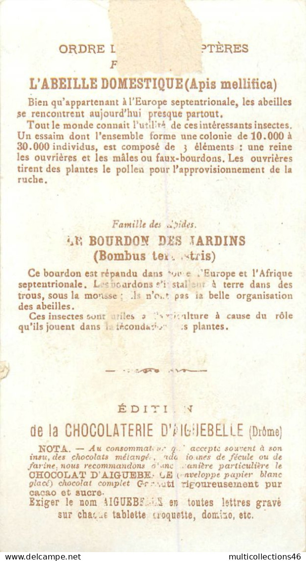 080724G - CHROMO CHOCOLATERIE AIGUEBELLE - LE MONDE DES INSECTES HYMENOPTERES Abeille Domestique Bourdon Des Jardins - Aiguebelle