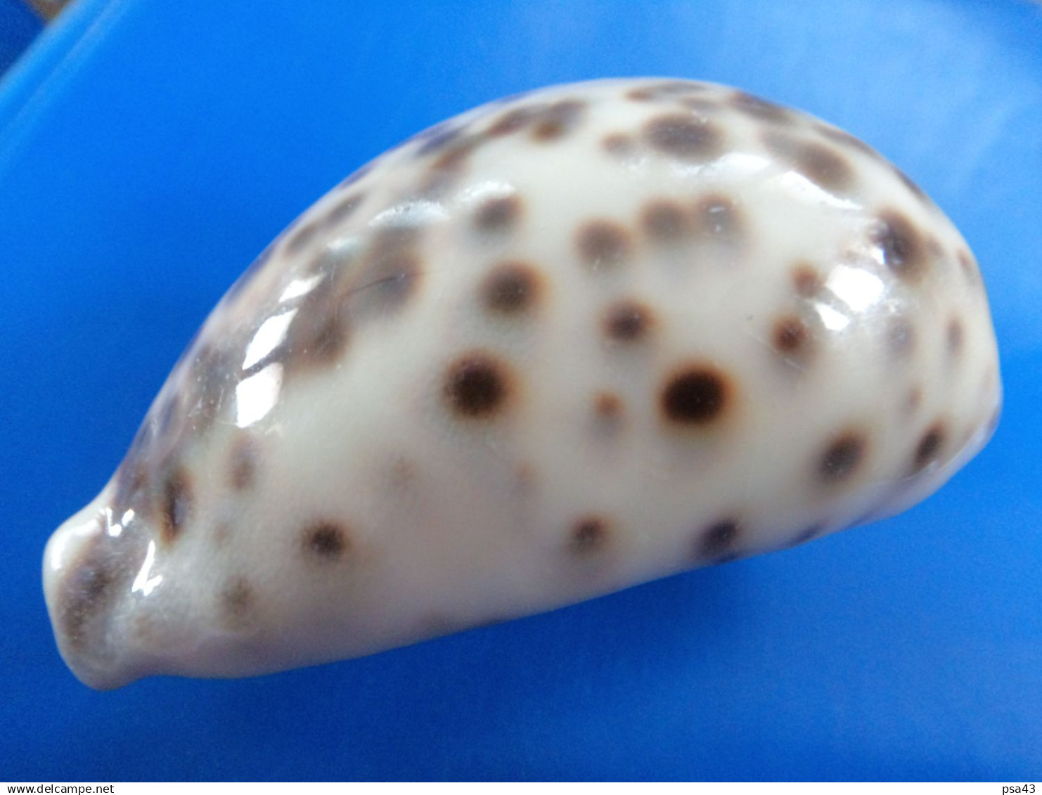 Cypraea Tigris Philippines 82,8mm F+++ N6 - Seashells & Snail-shells