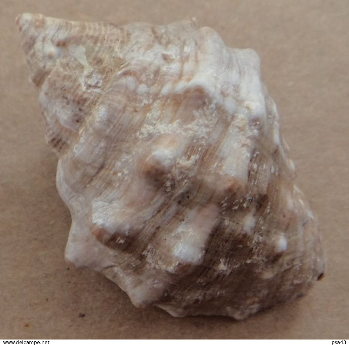 Thais Haemastoma Espagne Javea 41mm F+++ N4 - Seashells & Snail-shells