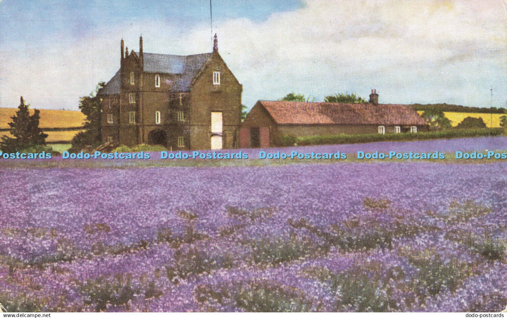 R593843 England Norfolk Heacham Caley Mill Norfolk Lavender - Monde