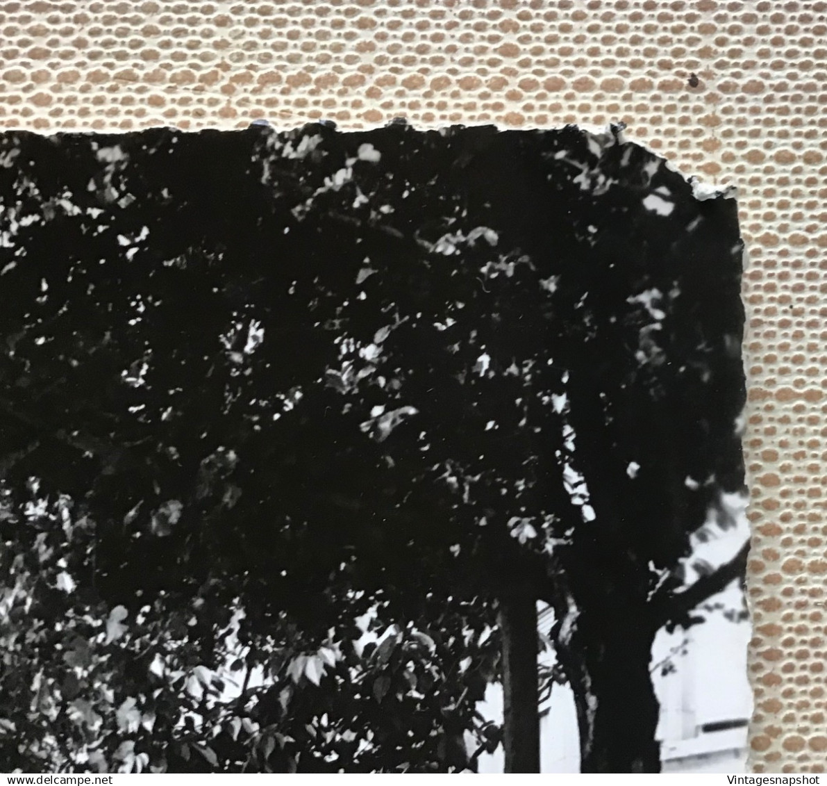 LUXEMBOURG DIEKIRCH Esplanade Avec Automobiles CP Photo Véritable édit Schaack - Diekirch