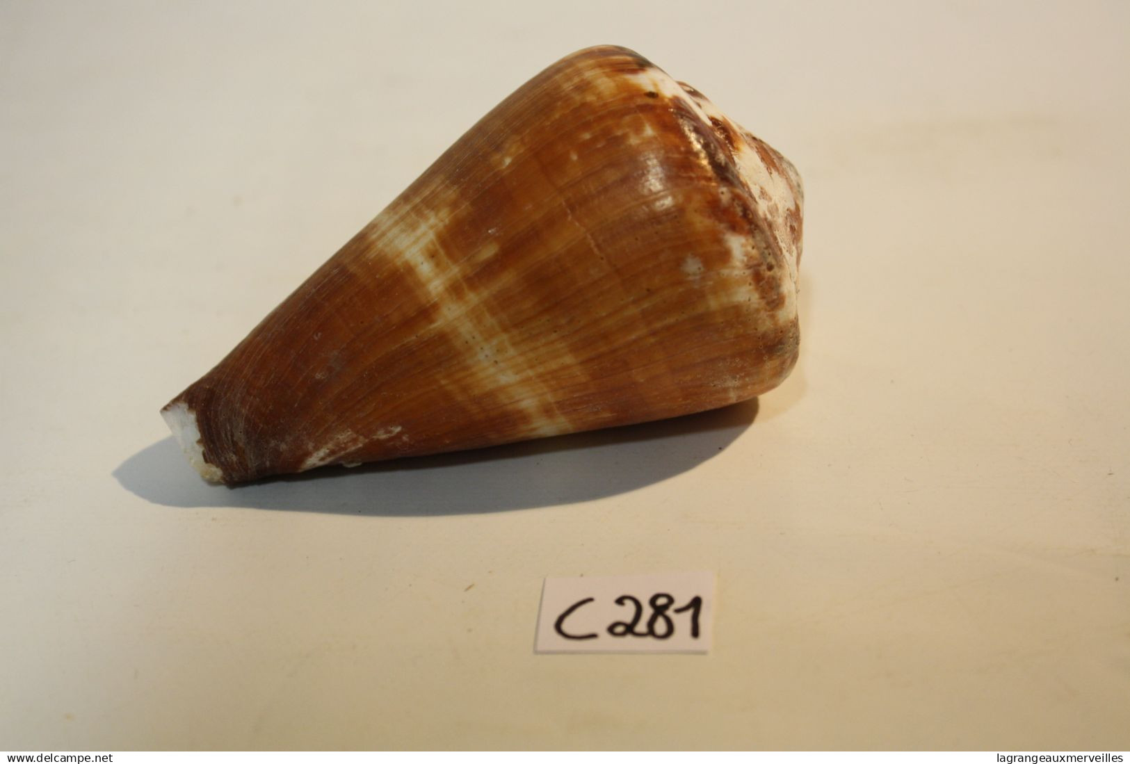 C281  Magnifique Ancien Coquillage Corail Old Fossil Shells Fair Models - CONUS BILIOSUS - Conchiglie