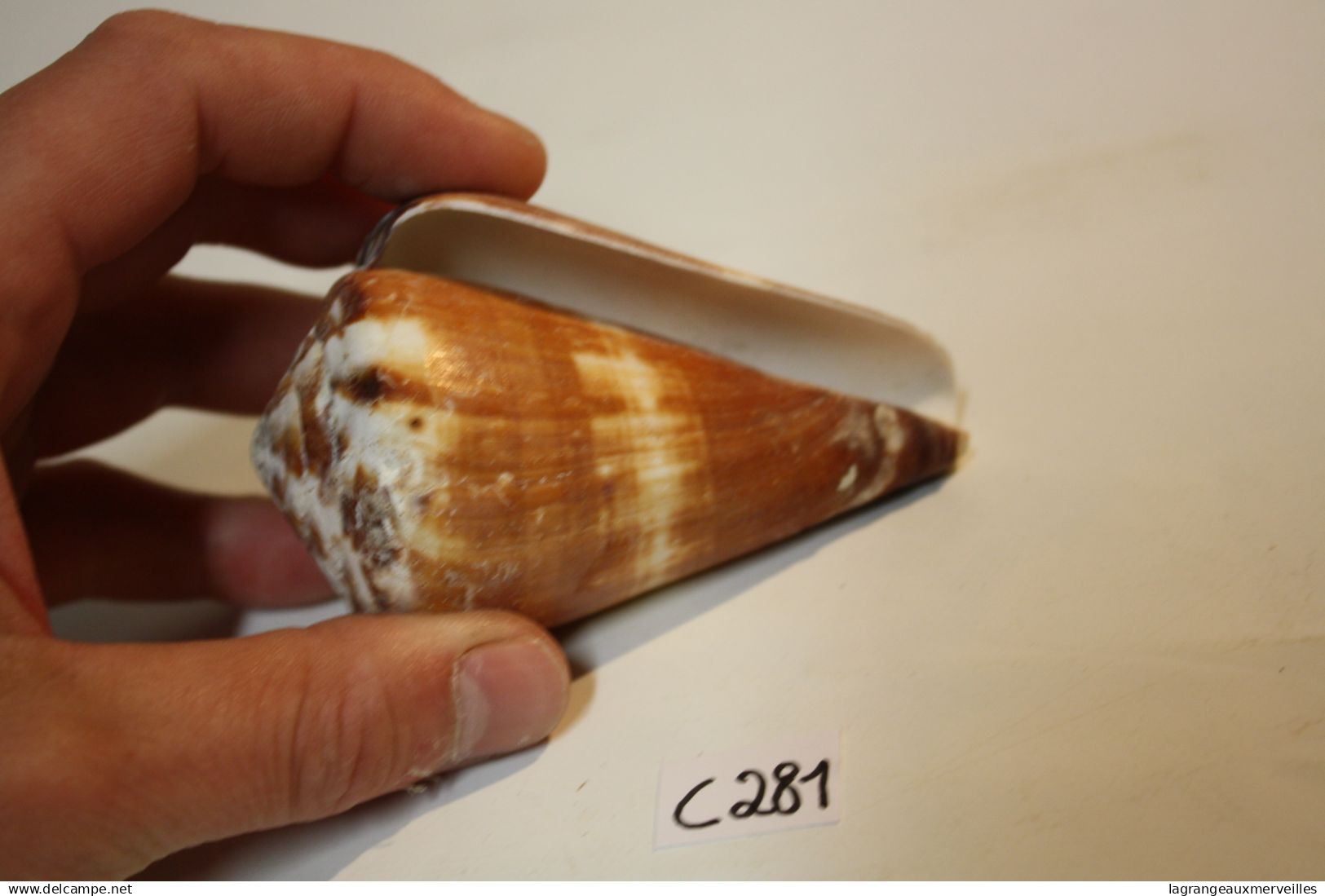 C281  Magnifique Ancien Coquillage Corail Old Fossil Shells Fair Models - CONUS BILIOSUS - Conchiglie