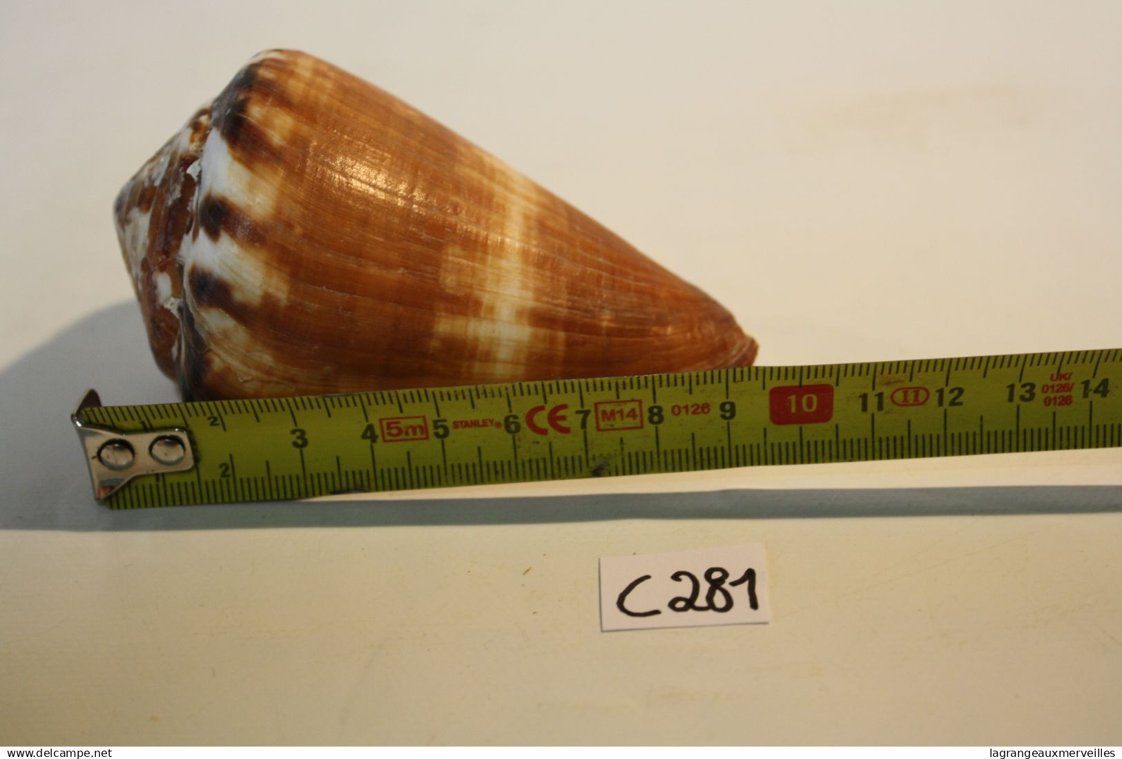 C281  Magnifique Ancien Coquillage Corail Old Fossil Shells Fair Models - CONUS BILIOSUS - Conchiglie