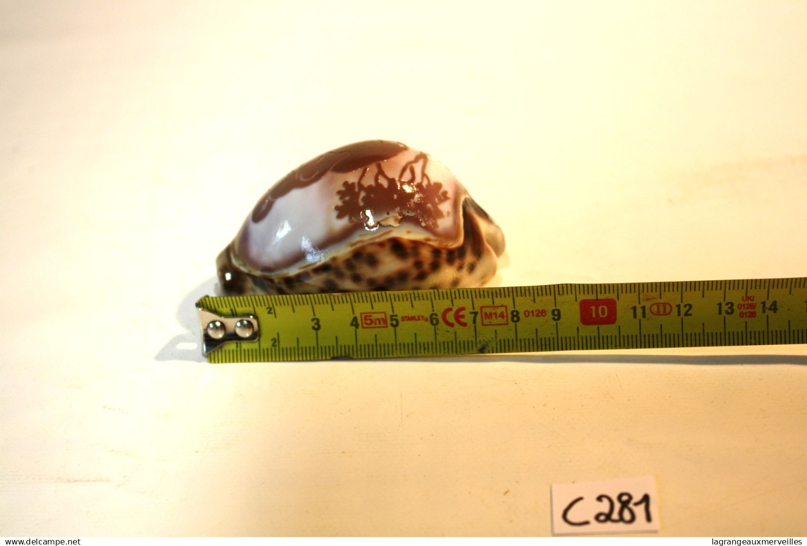 C281  Magnifique Ancien Coquillage Corail Old Fossil Shells Fair Models - GRAVE ELEPHANT - Conchiglie