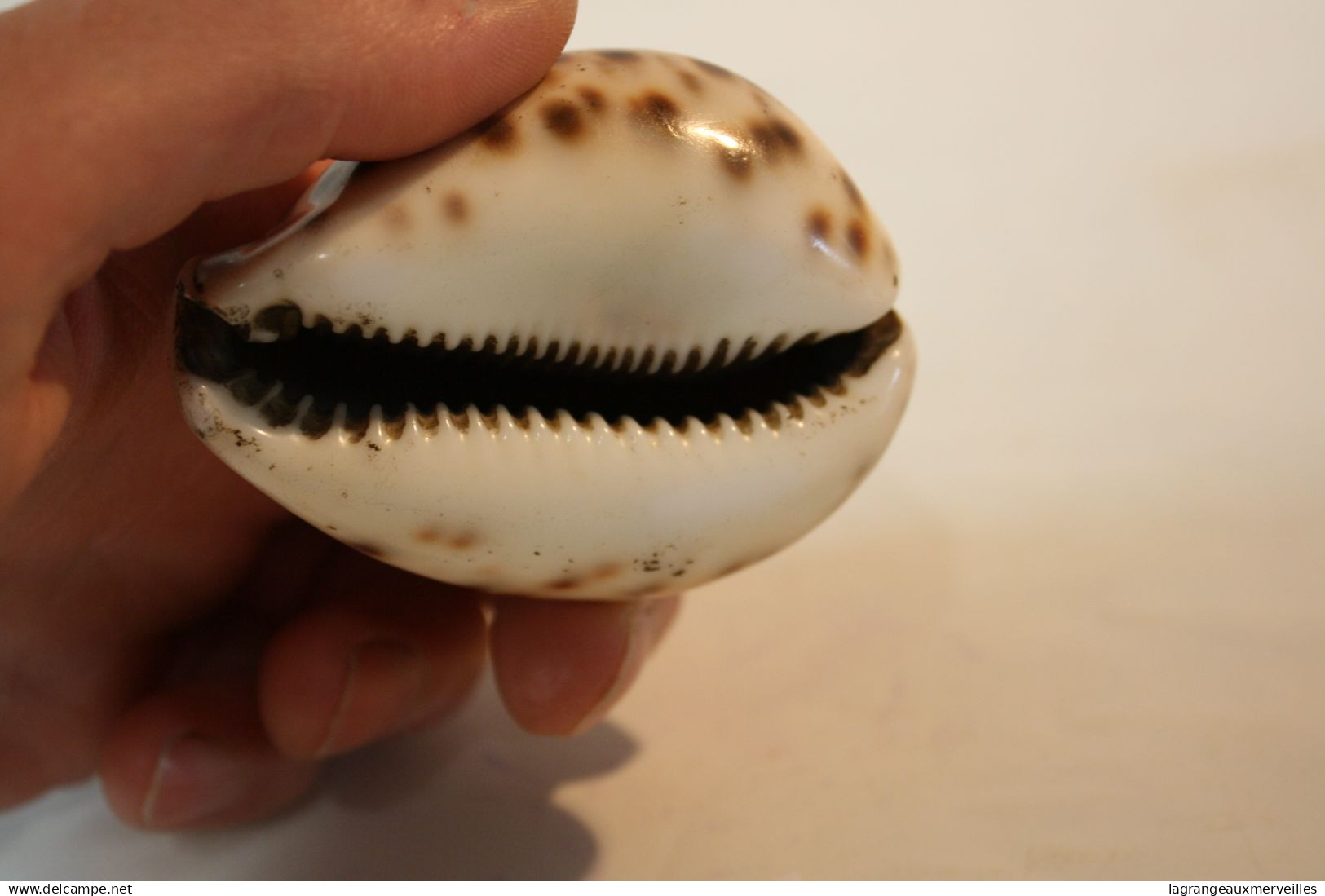 C282 Magnifique Ancien Coquillage Corail Old Fossil Shells Fair Models - Cypraea Tigris  2 - Conchiglie