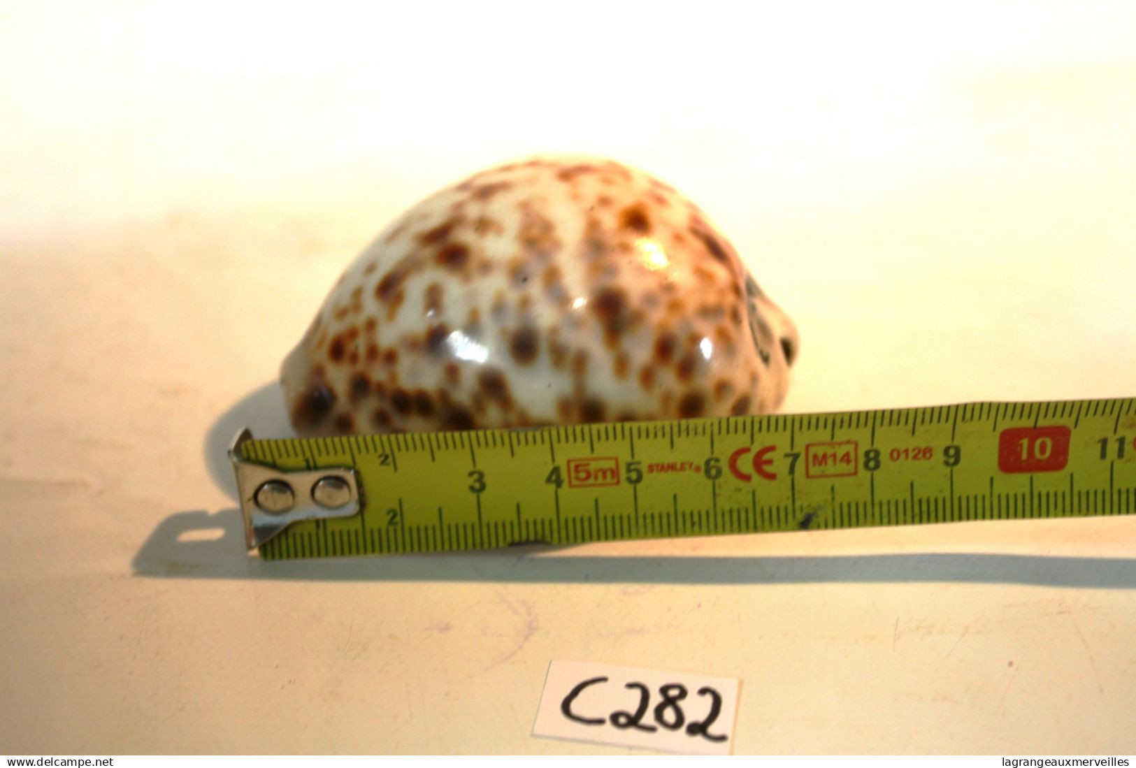C282 Magnifique Ancien Coquillage Corail Old Fossil Shells Fair Models - Cypraea Tigris  2 - Conchiglie