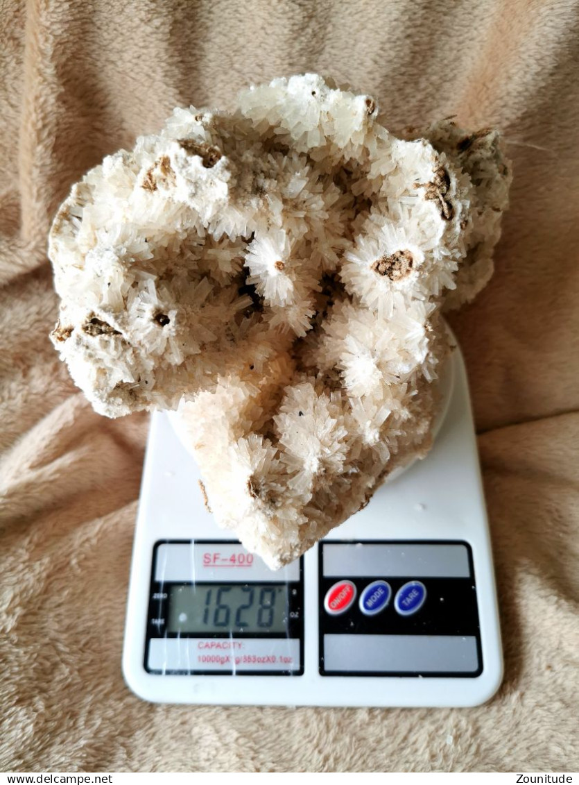 Corail Blanc Fossilisé – 1,628 kg