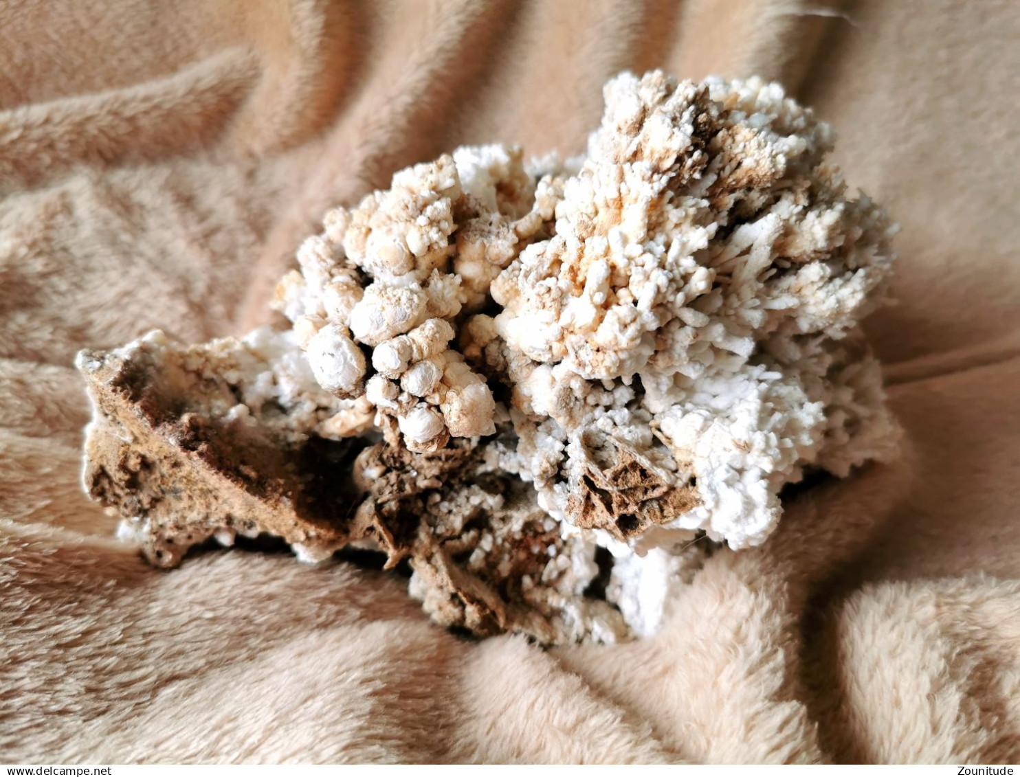 Corail Blanc Fossilisé – 1.726 kg