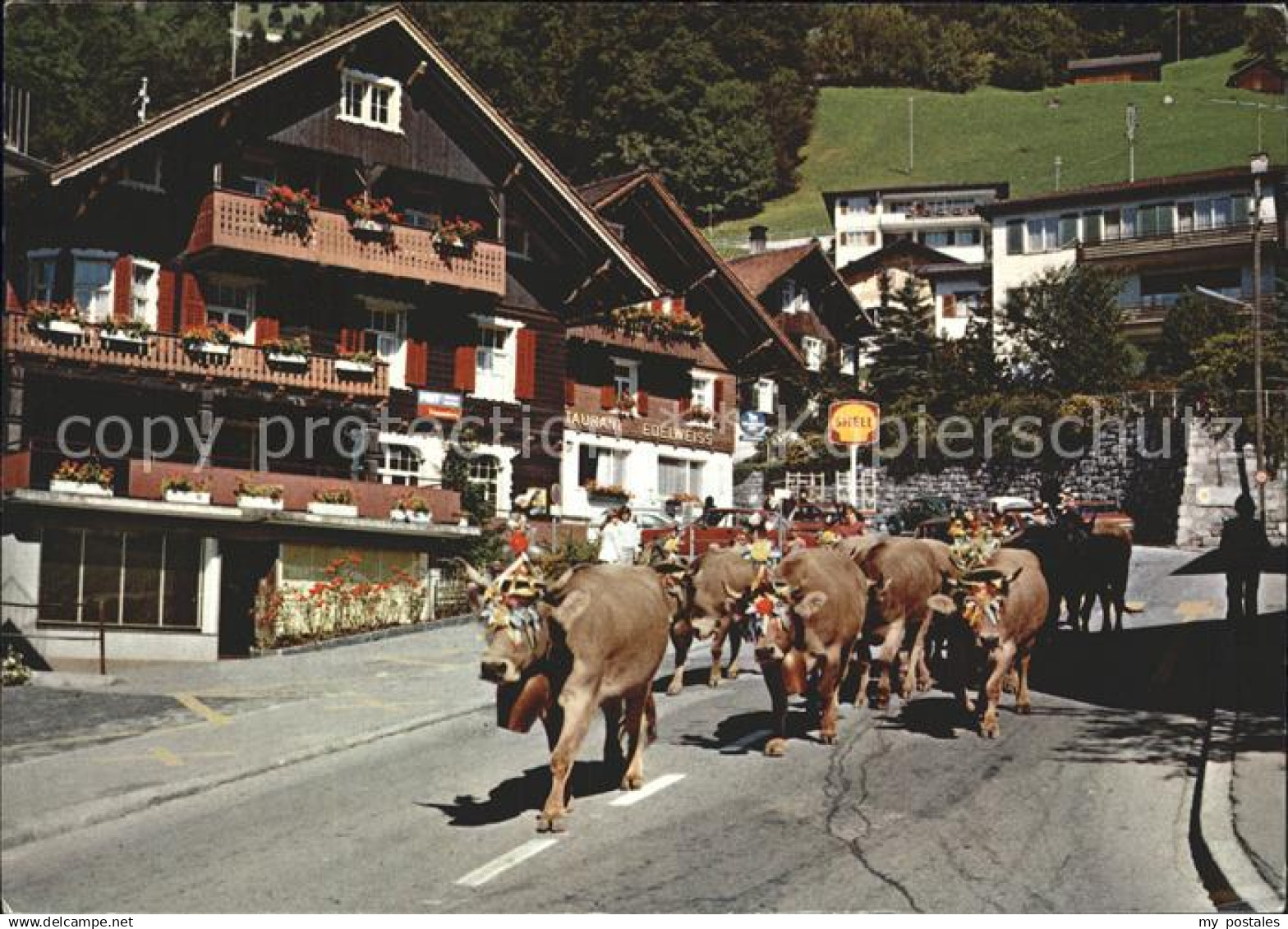 Liechtenstein  Almabtrieb - Liechtenstein