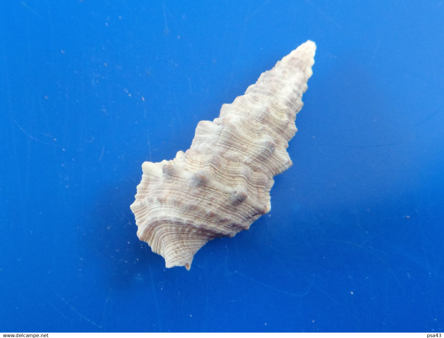 Cerithium Atratum Guadeloupe F+++   36,5mm N4 - Conchiglie