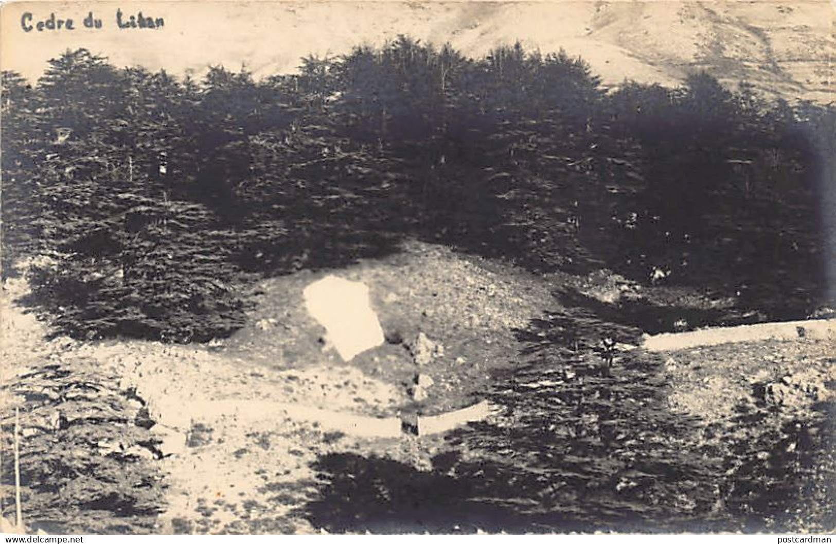 LIBAN - Cèdres Du Liban- CARTE PHOTO - Ed. Inconnu - Liban