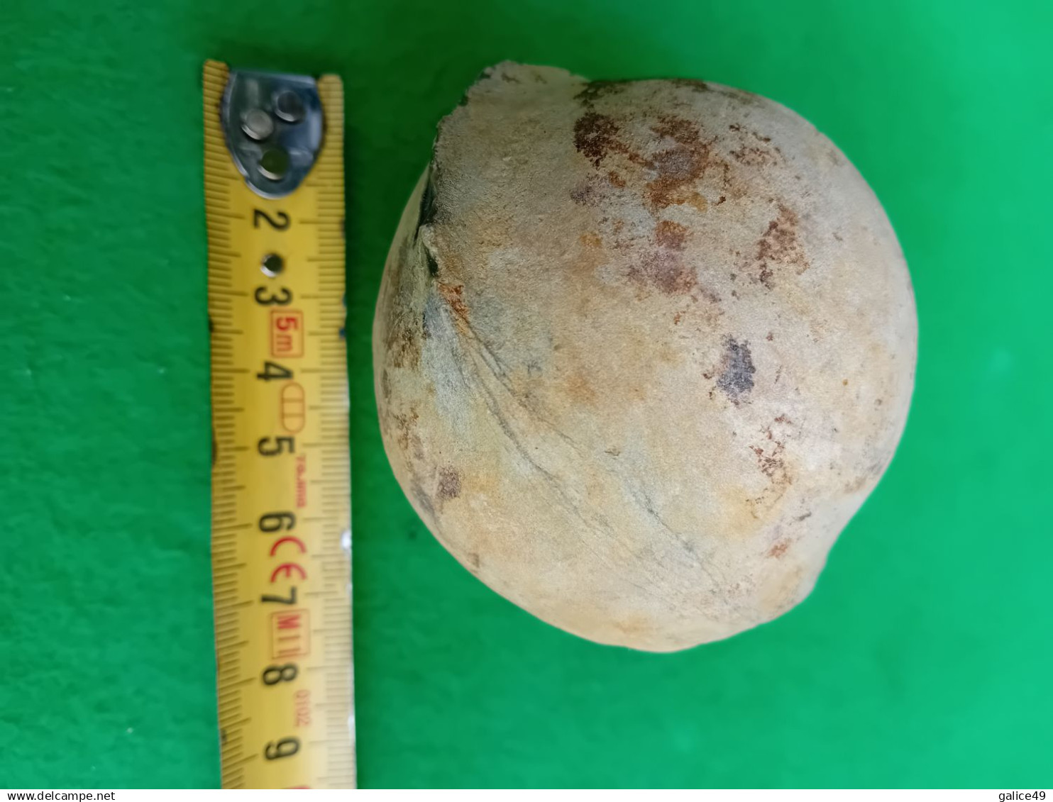9-1) Fossile Sphérique Mollusque Bivalve En Parfait état - Fósiles