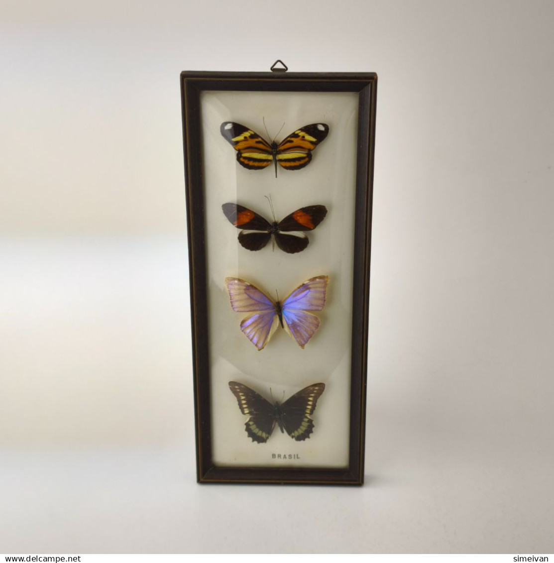 Vintage Butterfly Frame Set Of 4 Authentic Butterflies From Brazil #5891 - Fossili