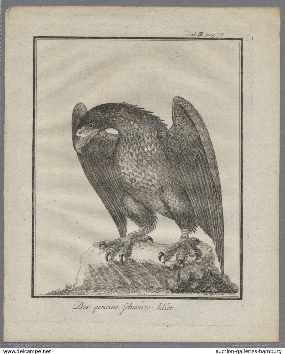 Thematics: Animals-birds: Partie Von 75 Alten Stichen Mit Vogelmotiven In Einem - Autres & Non Classés