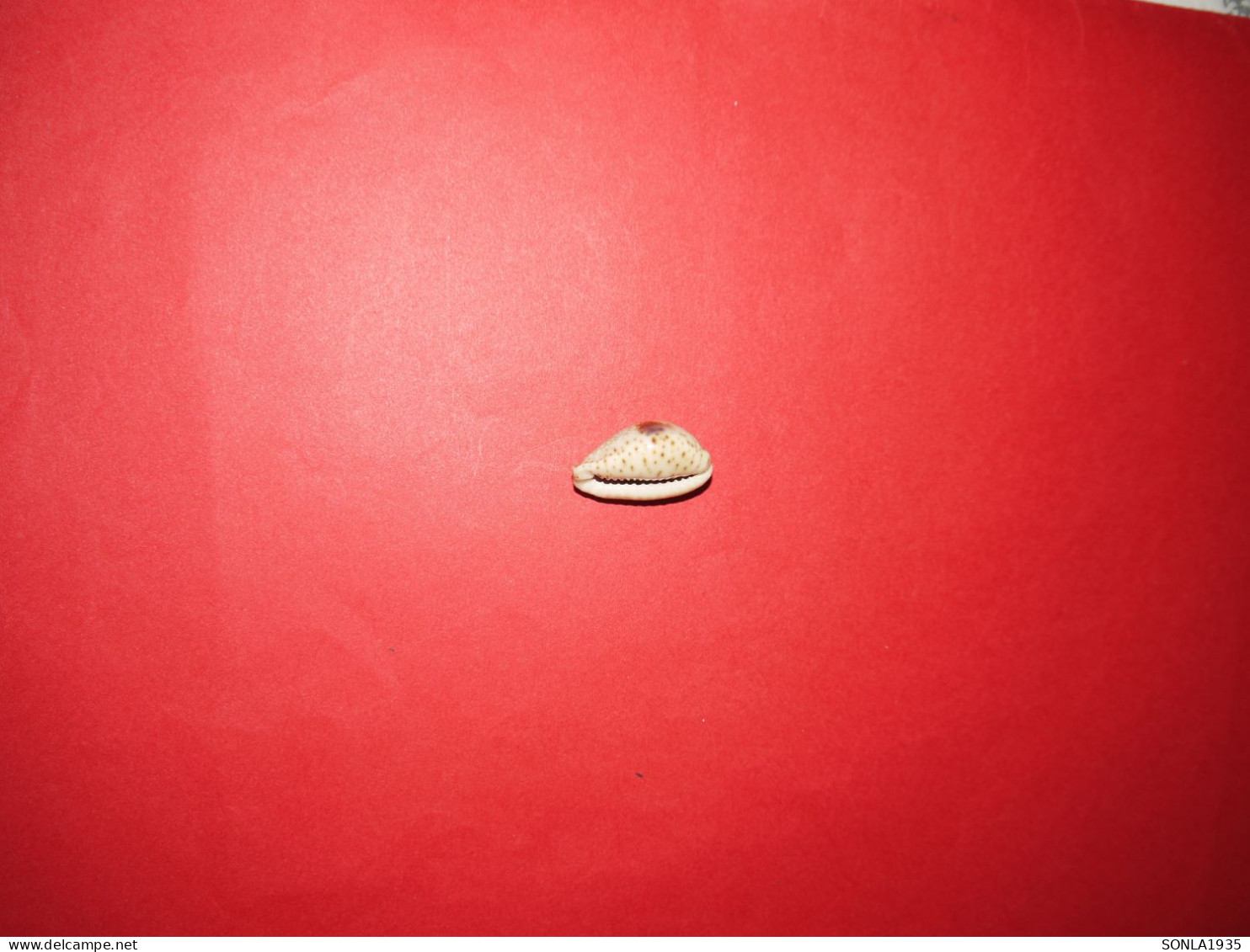 Coquillages De Collection - Conchiglie