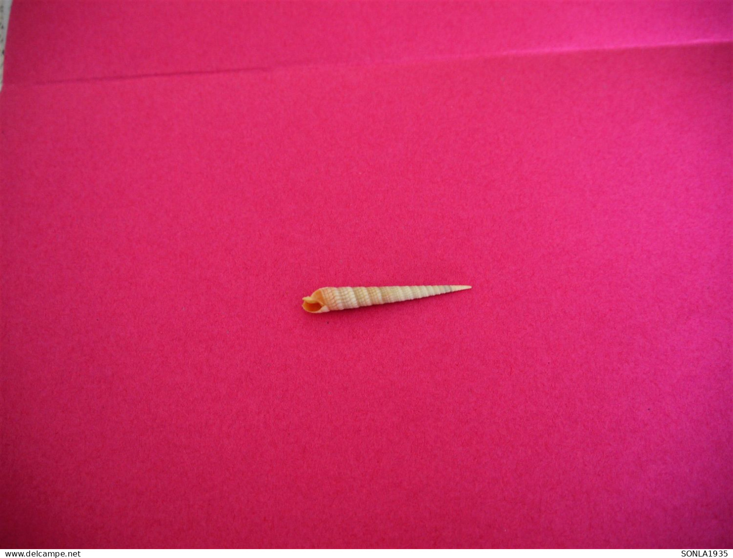 Coquillages De Collection - Conchiglie