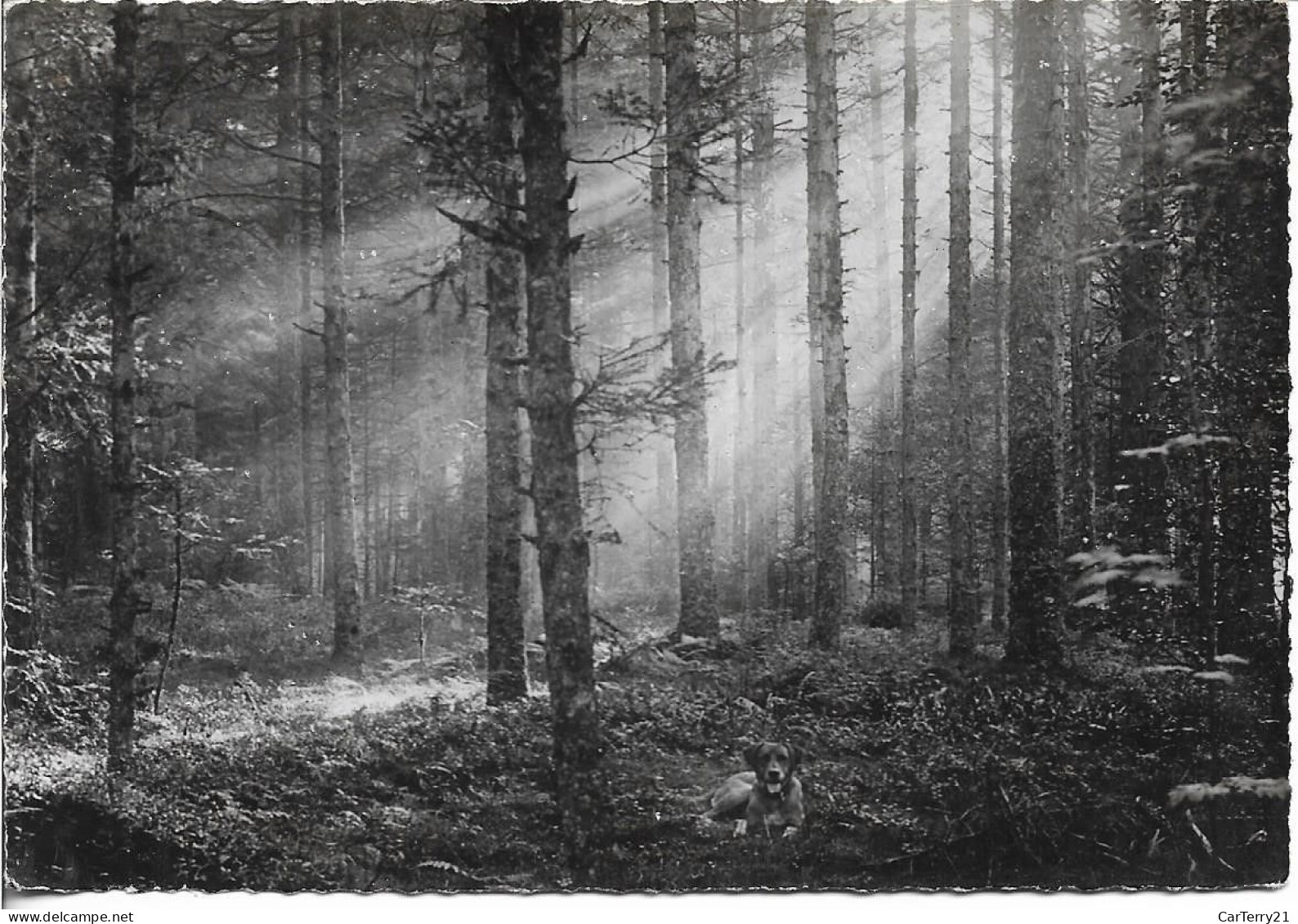 CPSM. VOSGES PITTORESQUES. SOUS-BOIS. CHIEN. - Bäume