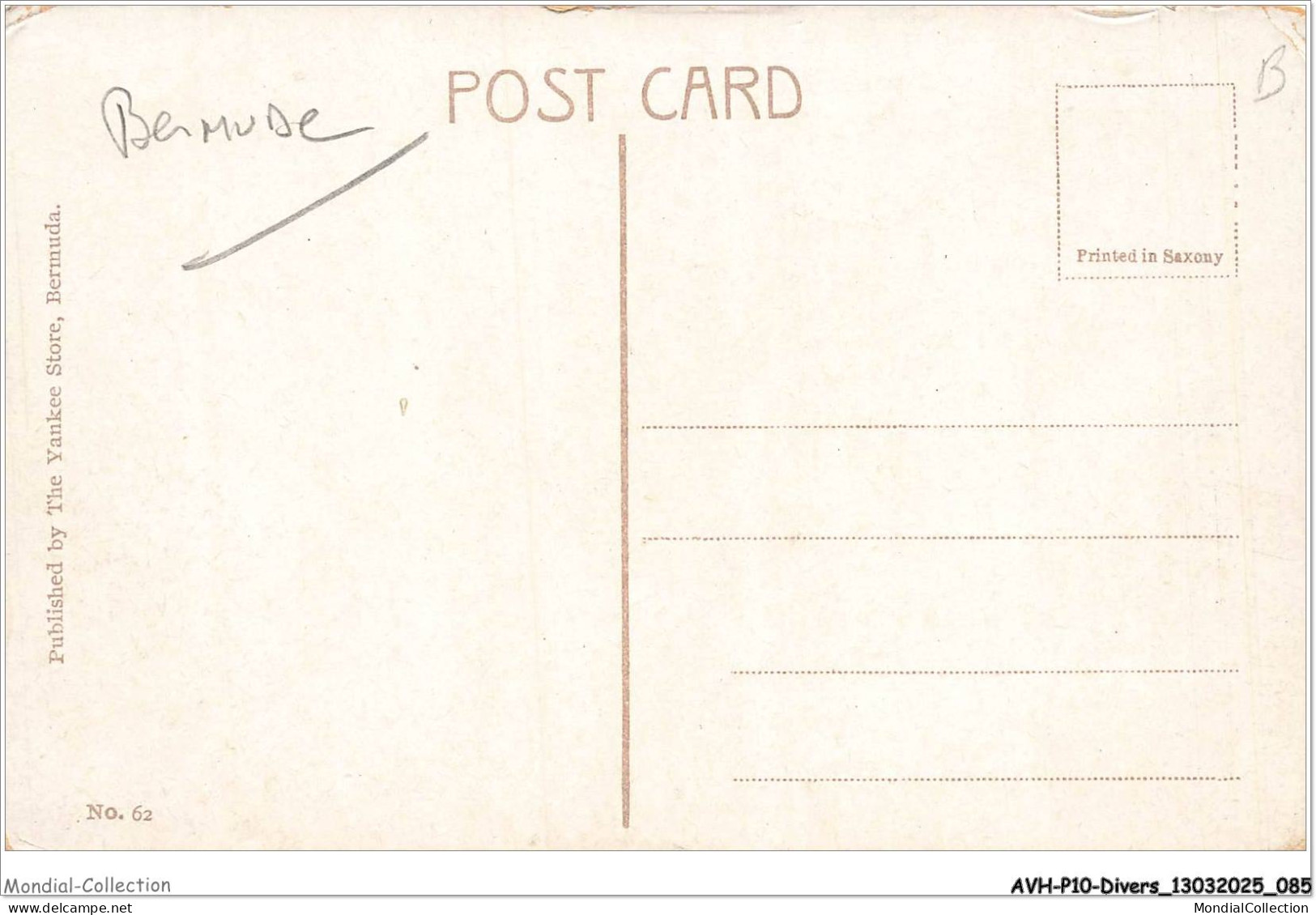 AVHP10-0606-BERMUDES - Great Rubber Tree - BERMUDA - Bermuda