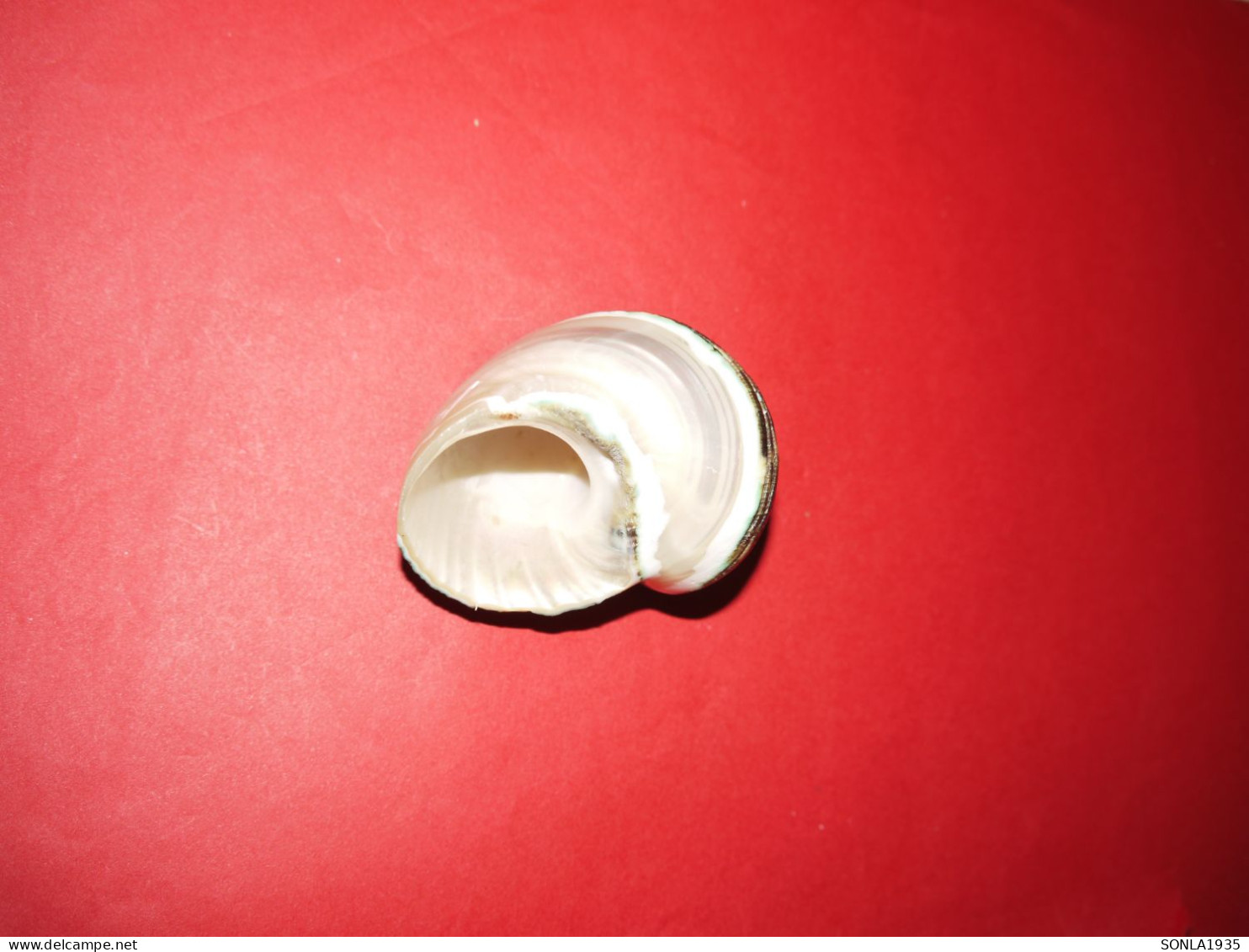 Coquillages De Collection - Schelpen